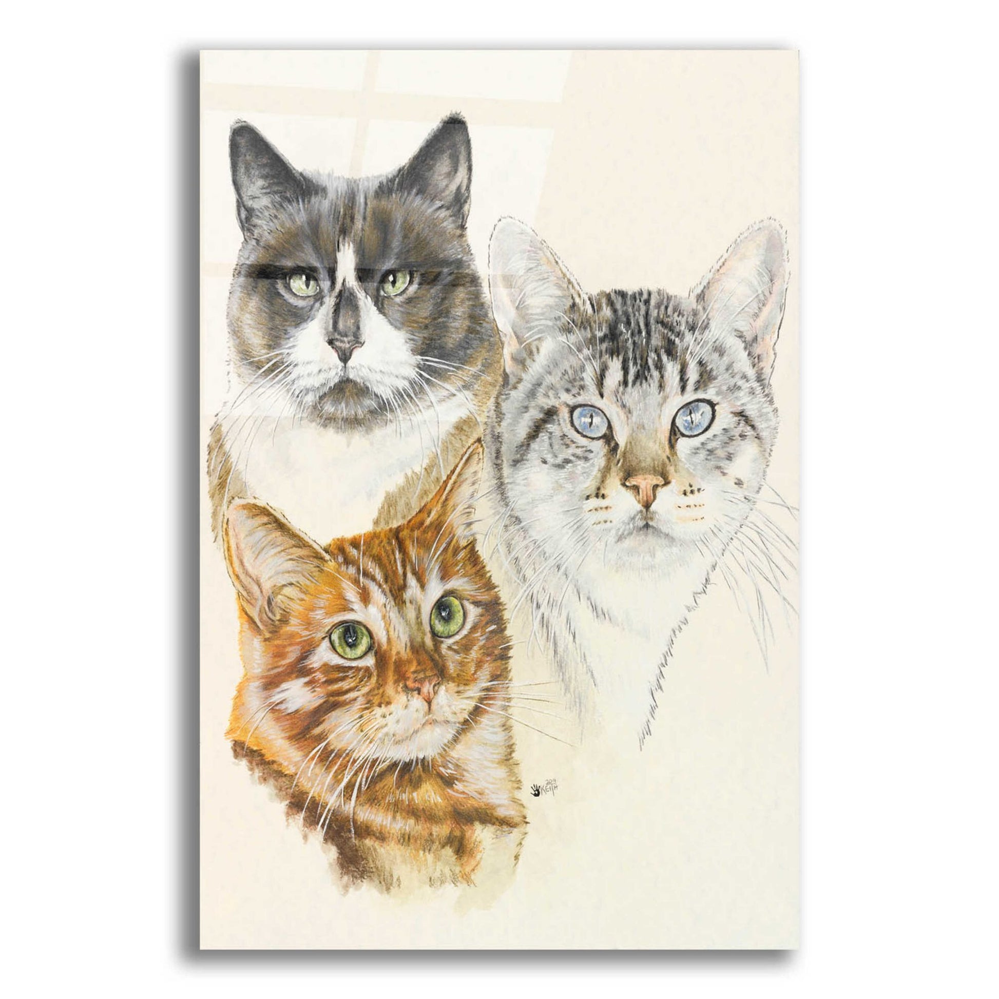 Epic Art 'American Shorthair 2' by Barbara Keith, Acrylic Glass Wall Art