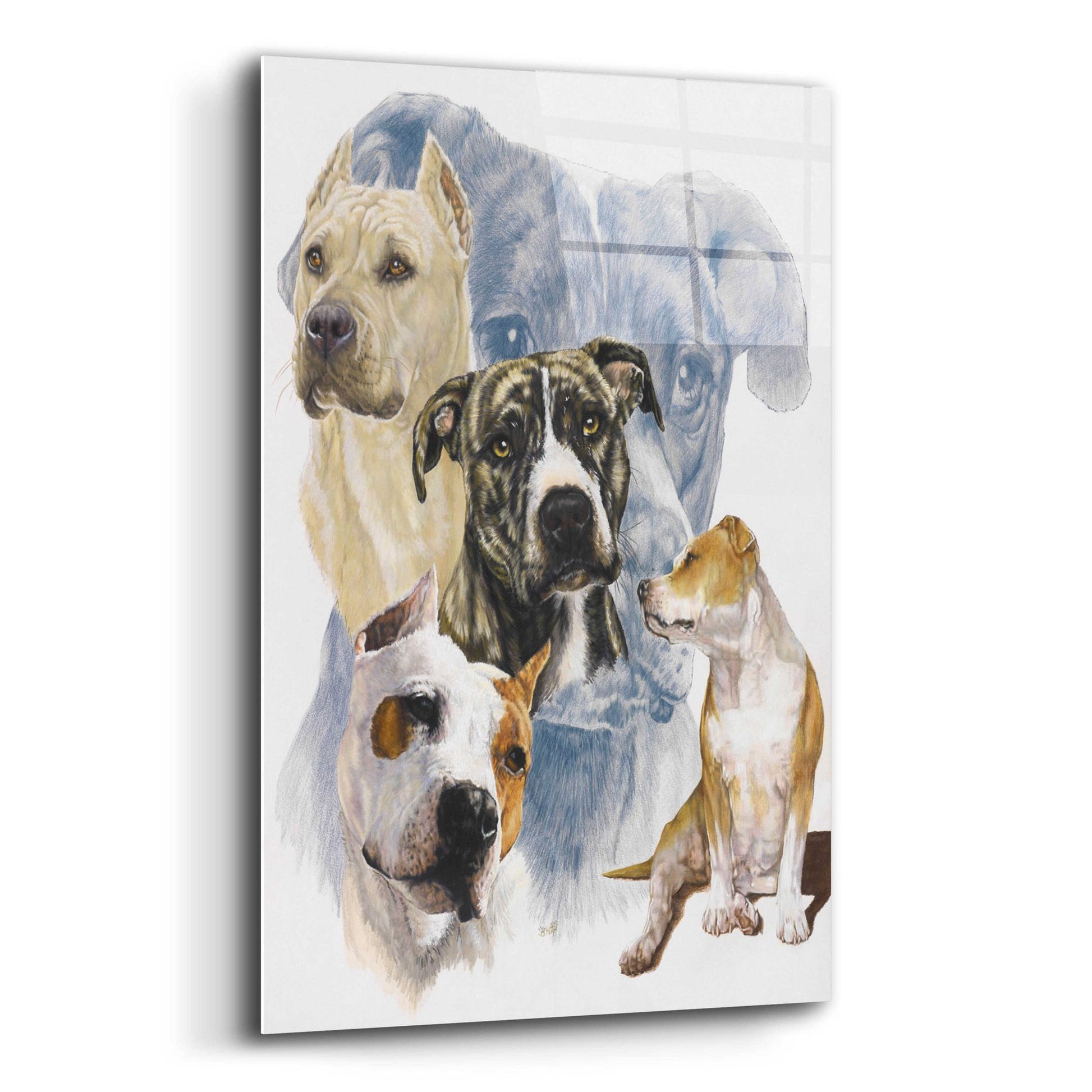 Epic Art 'American Staffordshire Terrier' by Barbara Keith, Acrylic Glass Wall Art,12x16