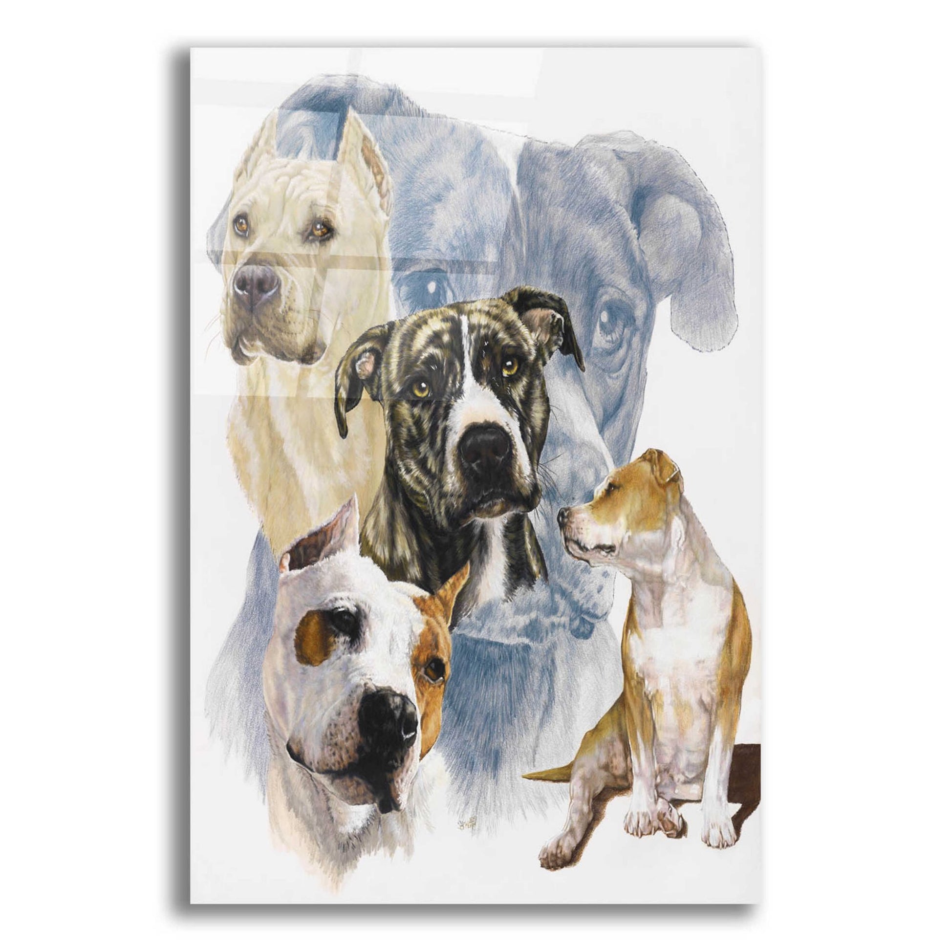 Epic Art 'American Staffordshire Terrier' by Barbara Keith, Acrylic Glass Wall Art,12x16