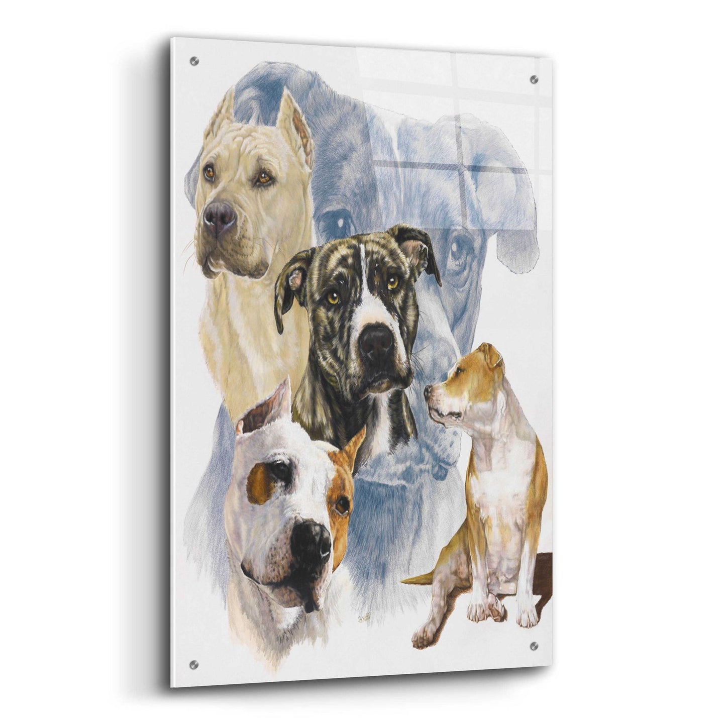 Epic Art 'American Staffordshire Terrier' by Barbara Keith, Acrylic Glass Wall Art,24x36