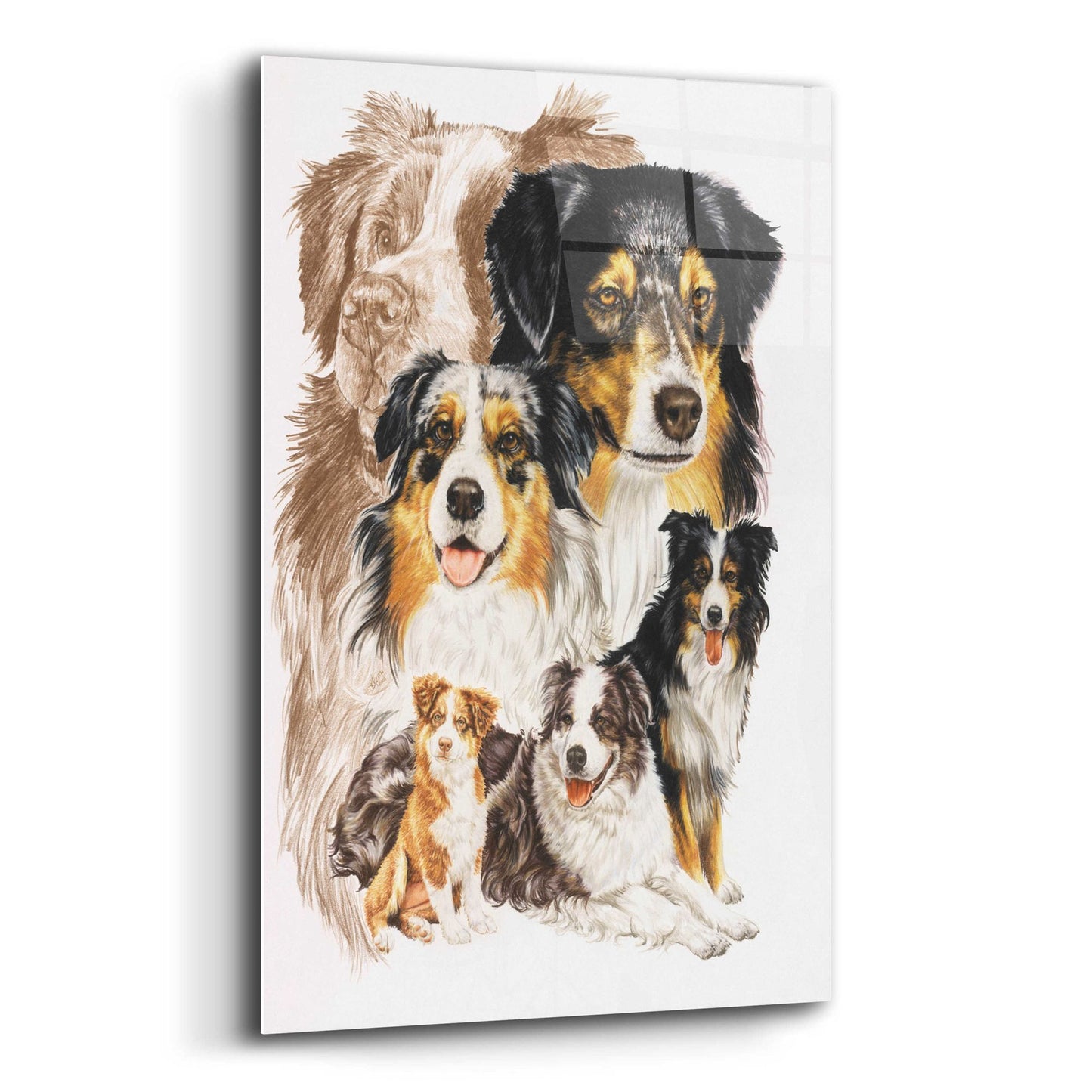 Epic Art 'Australian Shepherds' by Barbara Keith, Acrylic Glass Wall Art,12x16