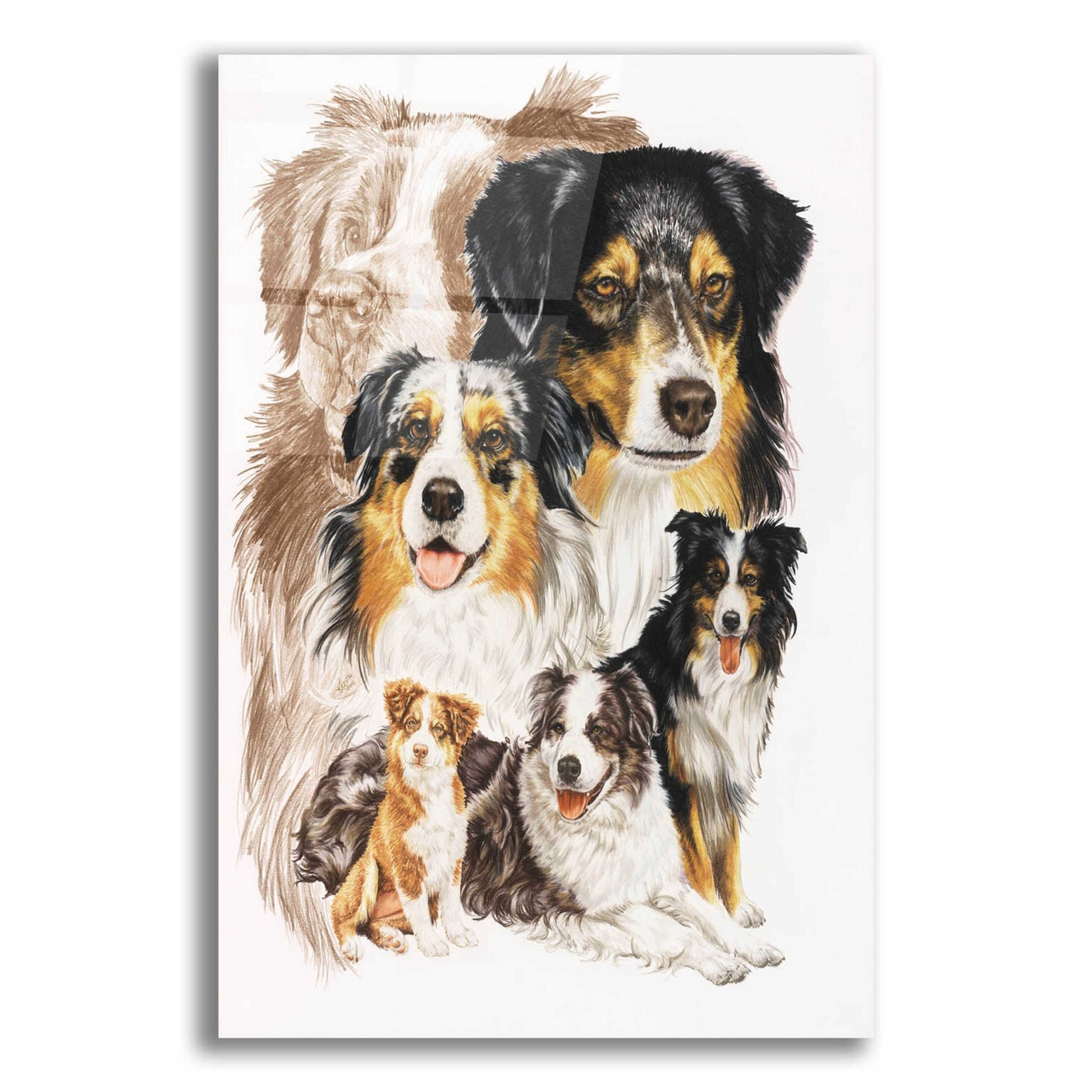 Epic Art 'Australian Shepherds' by Barbara Keith, Acrylic Glass Wall Art,12x16