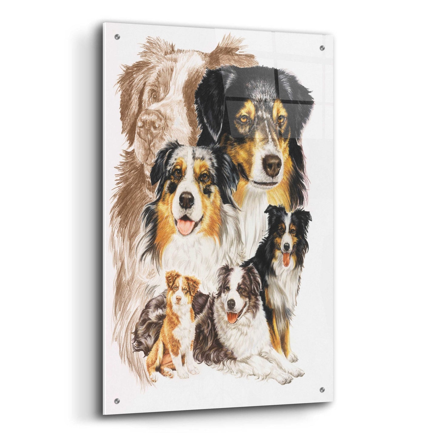 Epic Art 'Australian Shepherds' by Barbara Keith, Acrylic Glass Wall Art,24x36