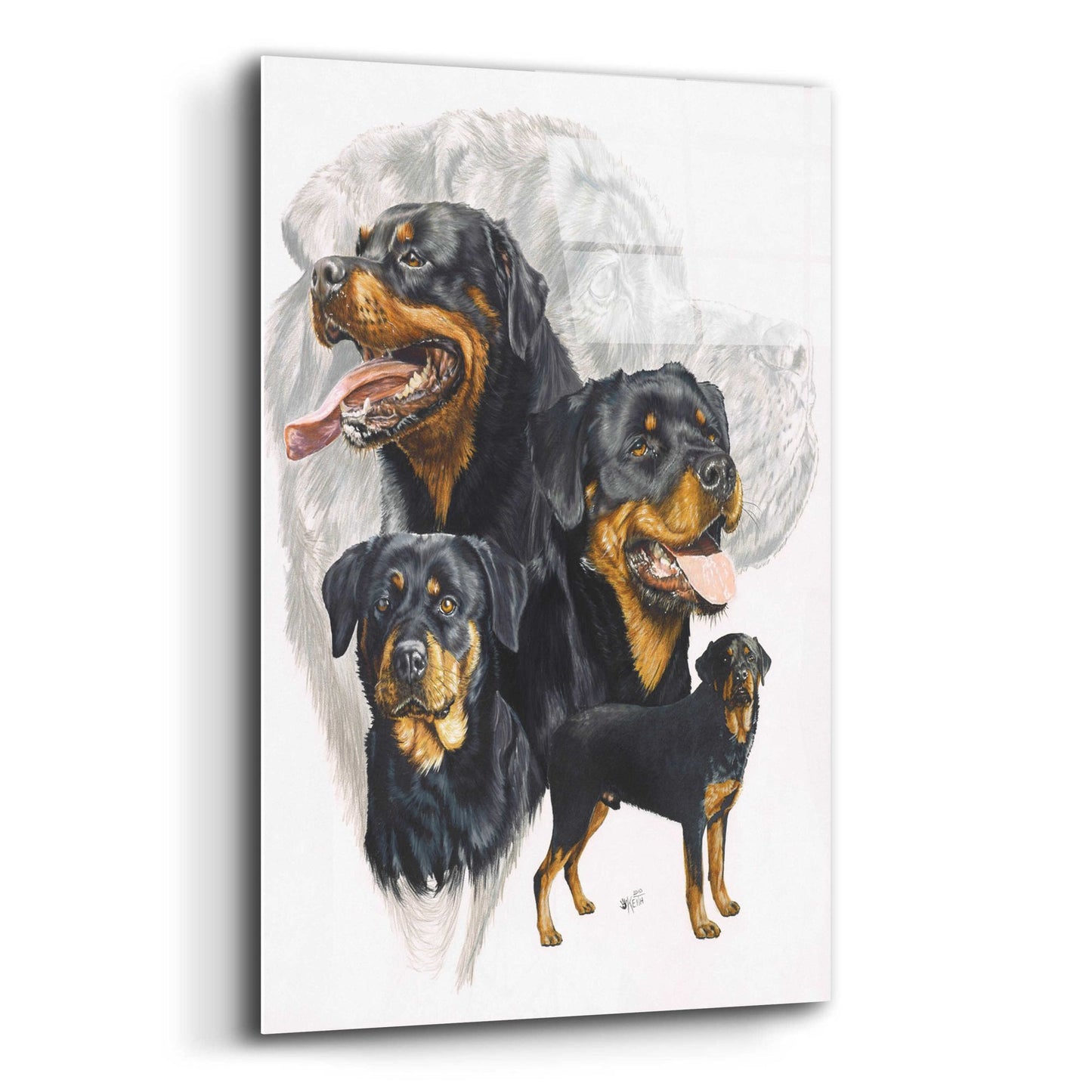 Epic Art 'Rottweiler' by Barbara Keith, Acrylic Glass Wall Art,12x16