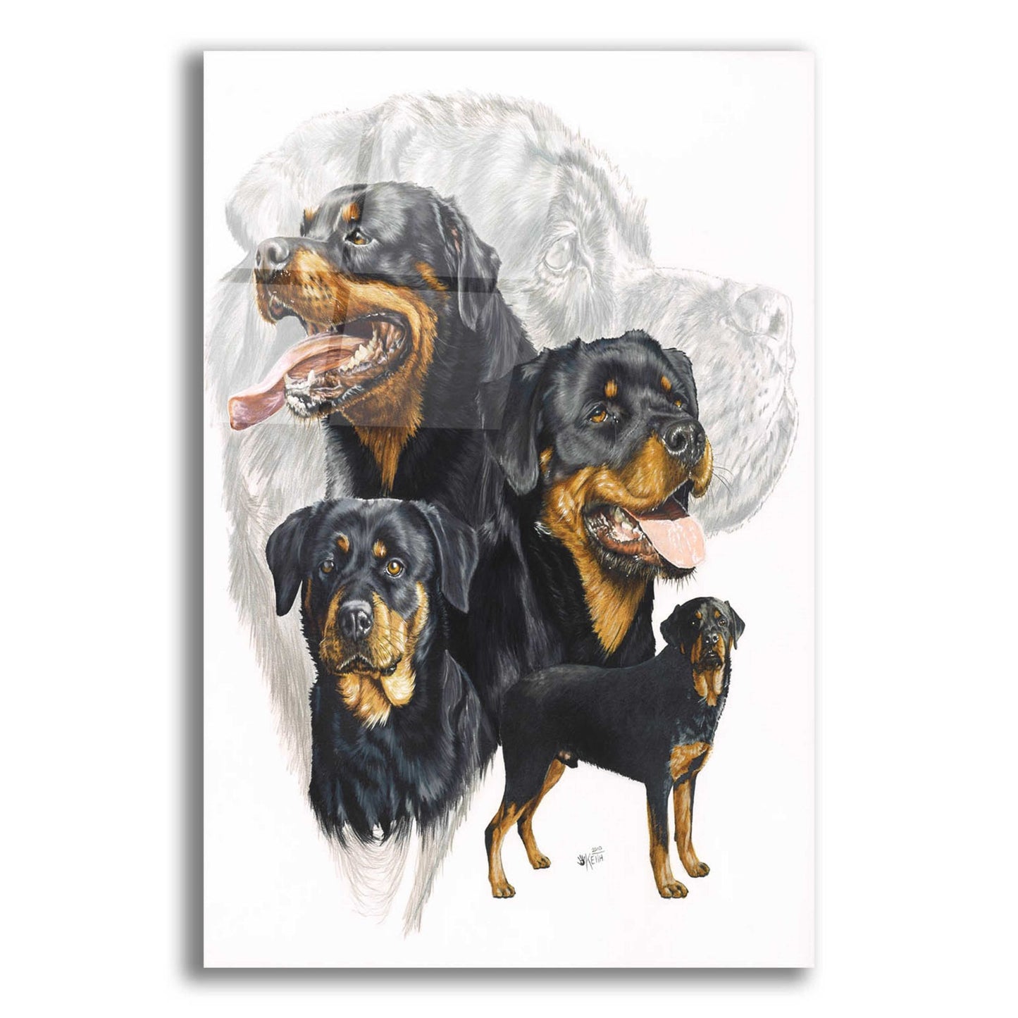 Epic Art 'Rottweiler' by Barbara Keith, Acrylic Glass Wall Art,12x16