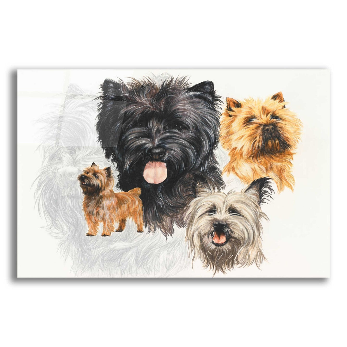 Epic Art 'Cairn Terrier' by Barbara Keith, Acrylic Glass Wall Art,16x12