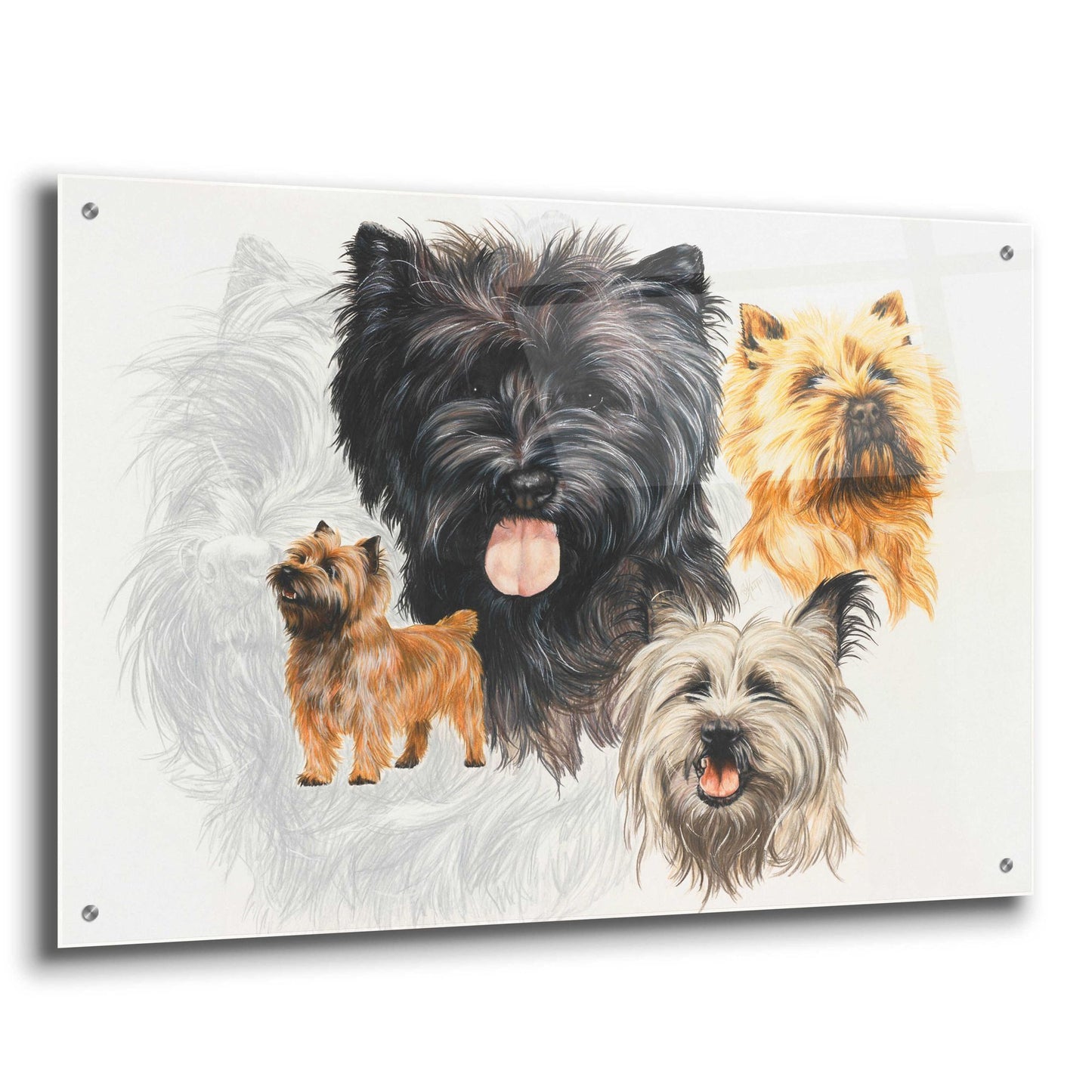 Epic Art 'Cairn Terrier' by Barbara Keith, Acrylic Glass Wall Art,36x24