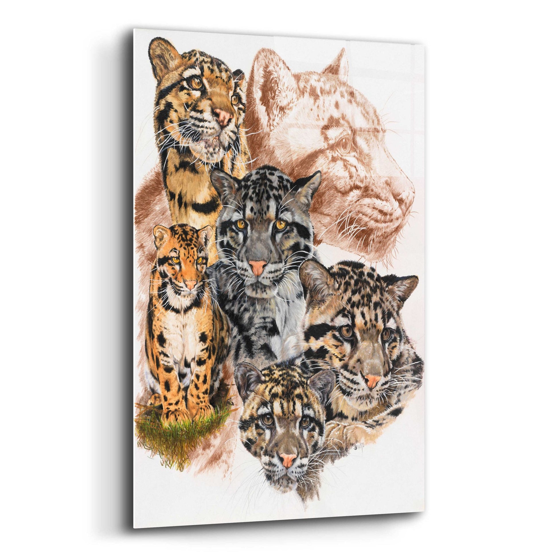 Epic Art 'Clouded Leopard with Ghost Image' by Barbara Keith, Acrylic Glass Wall Art,12x16