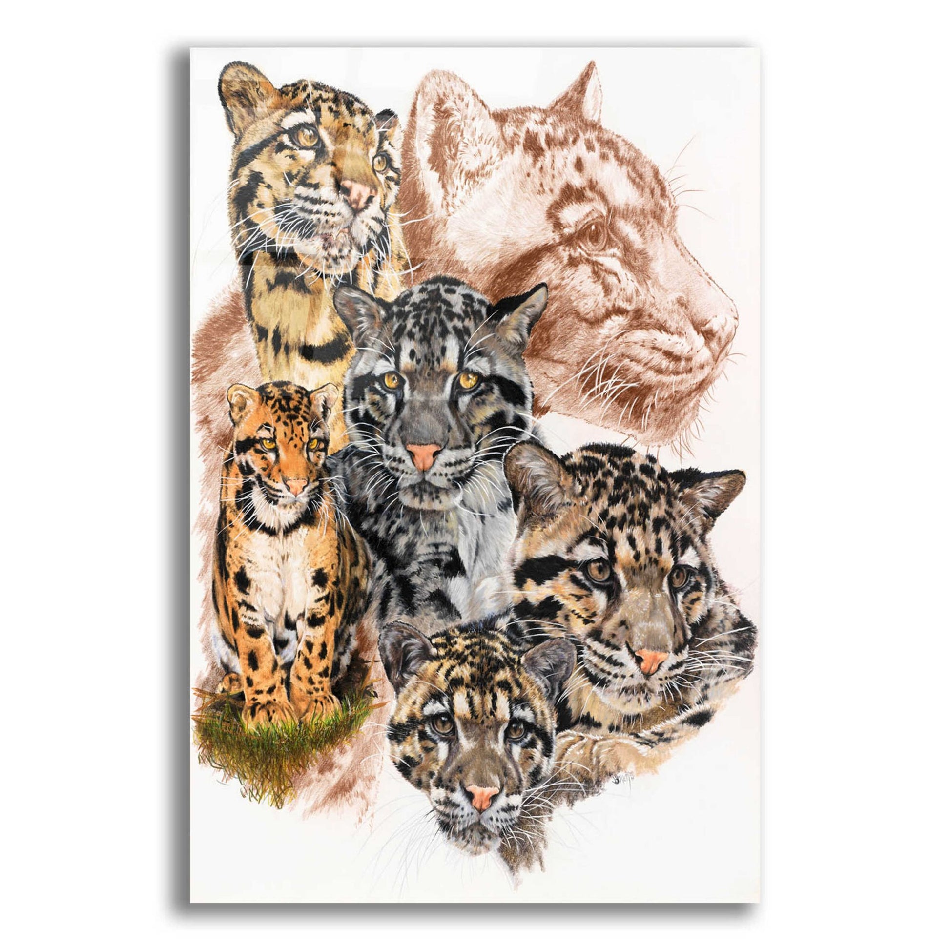 Epic Art 'Clouded Leopard with Ghost Image' by Barbara Keith, Acrylic Glass Wall Art,12x16