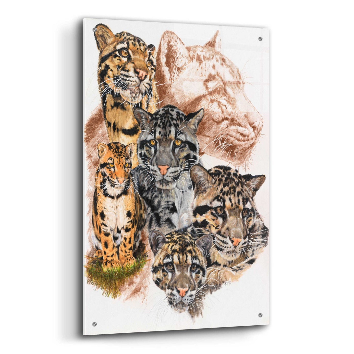 Epic Art 'Clouded Leopard with Ghost Image' by Barbara Keith, Acrylic Glass Wall Art,24x36