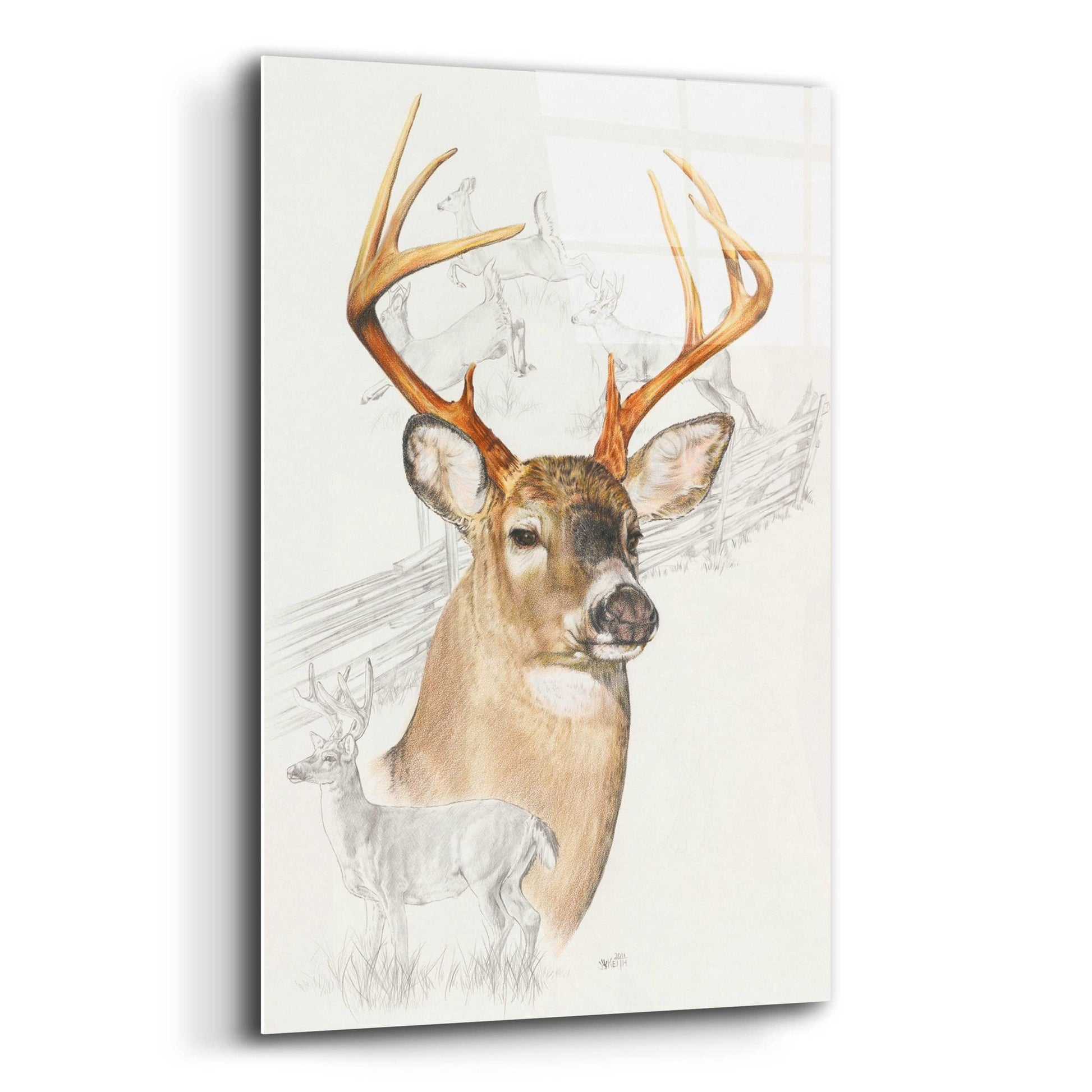 Epic Art 'White Tailed Deer' by Barbara Keith, Acrylic Glass Wall Art,12x16