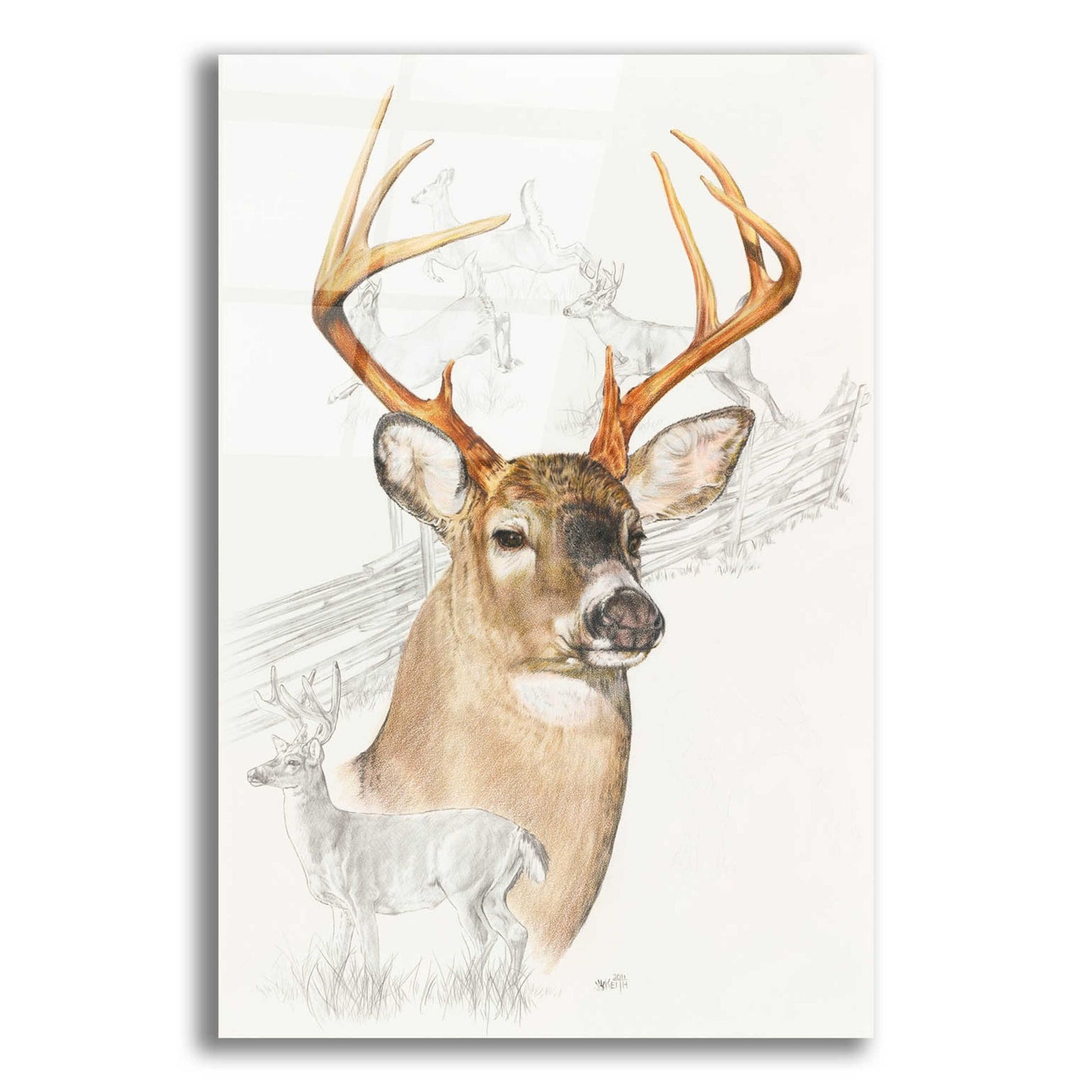 Epic Art 'White Tailed Deer' by Barbara Keith, Acrylic Glass Wall Art,12x16