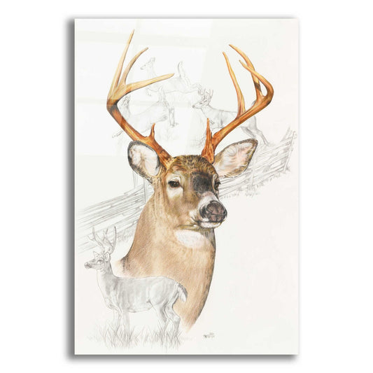 Epic Art 'White Tailed Deer' by Barbara Keith, Acrylic Glass Wall Art