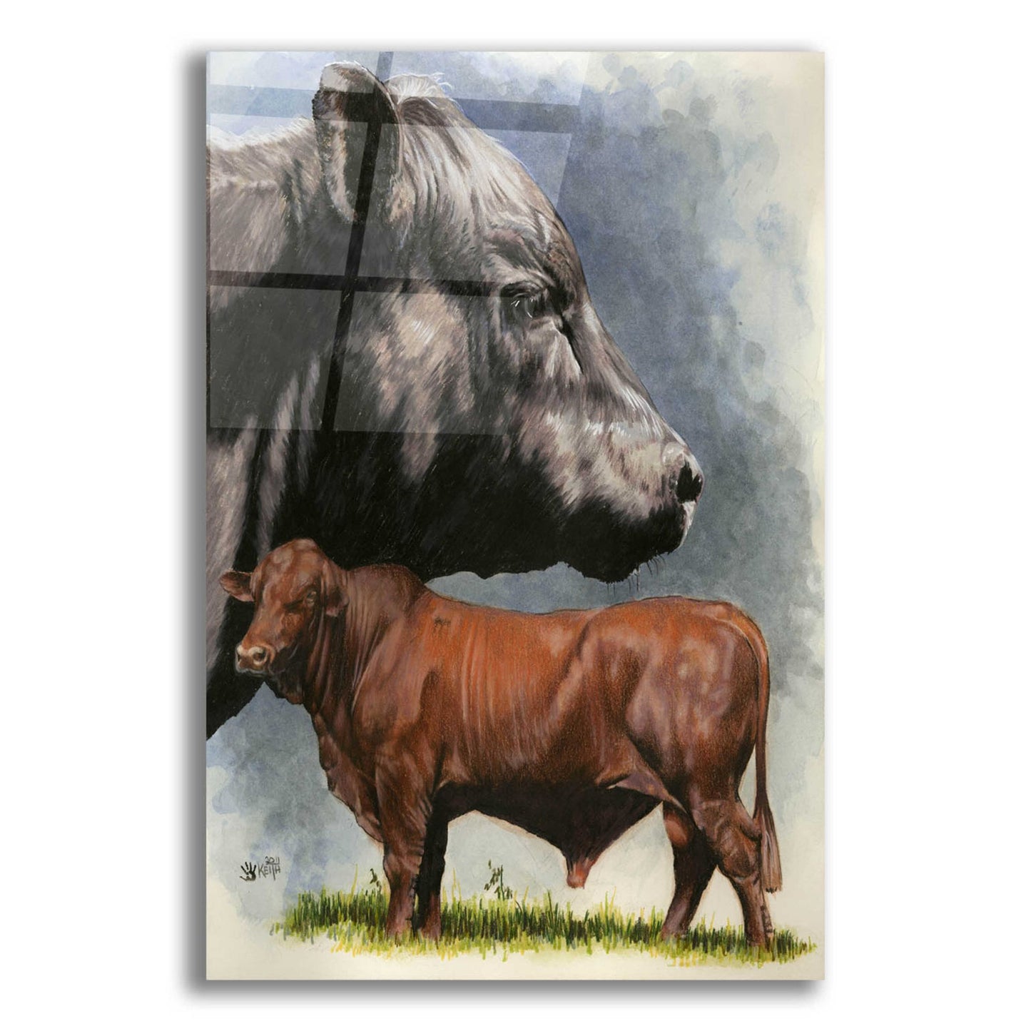 Epic Art 'Angus Cattle' by Barbara Keith, Acrylic Glass Wall Art,12x16