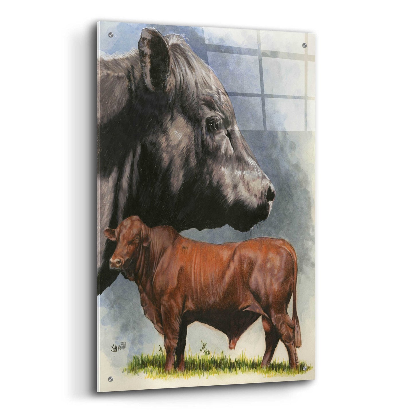 Epic Art 'Angus Cattle' by Barbara Keith, Acrylic Glass Wall Art,24x36