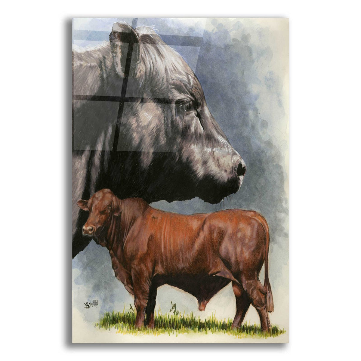 Angus Cattle by Barbara Keith acrylic glass wall art