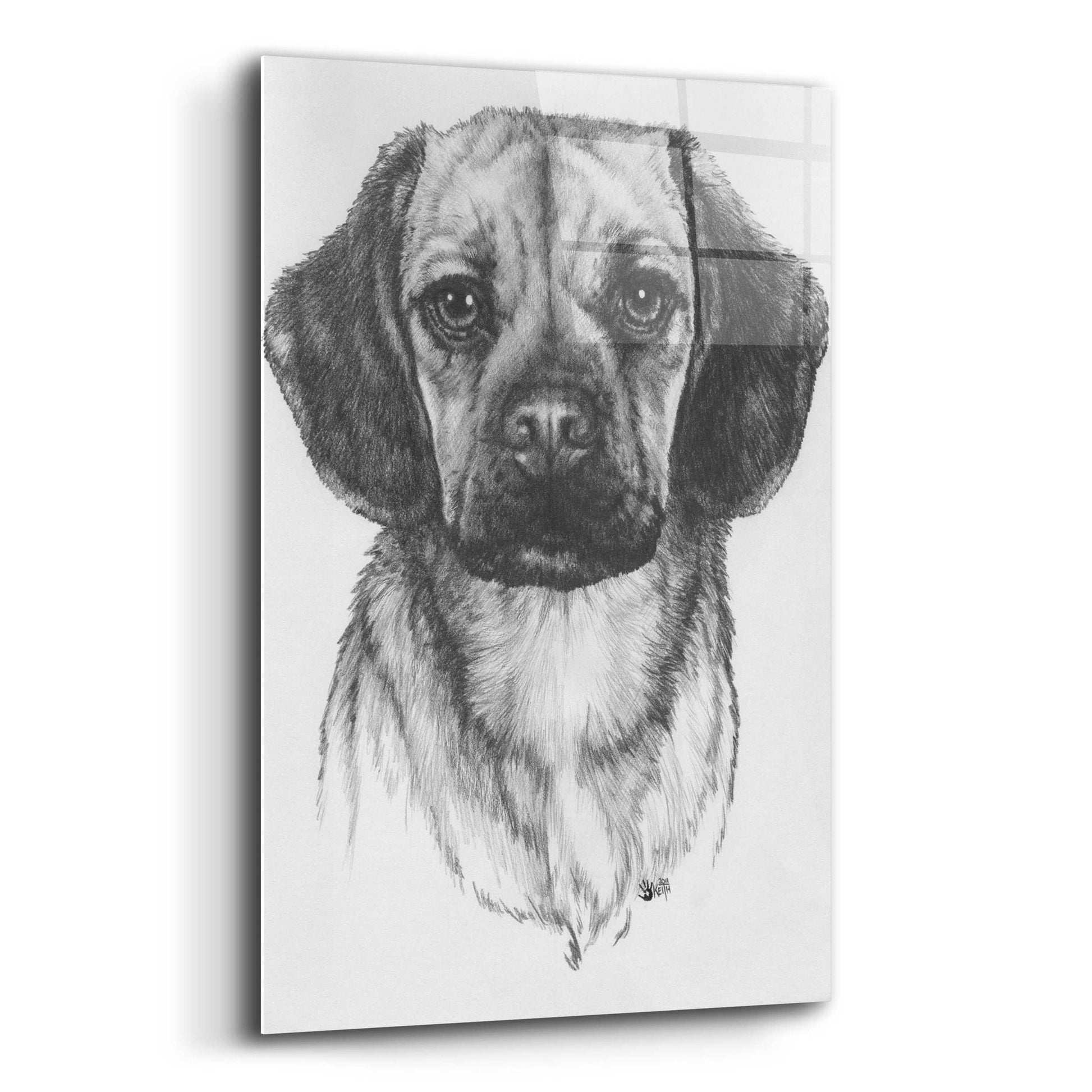 Epic Art 'Mr. Puggle' by Barbara Keith, Acrylic Glass Wall Art,12x16