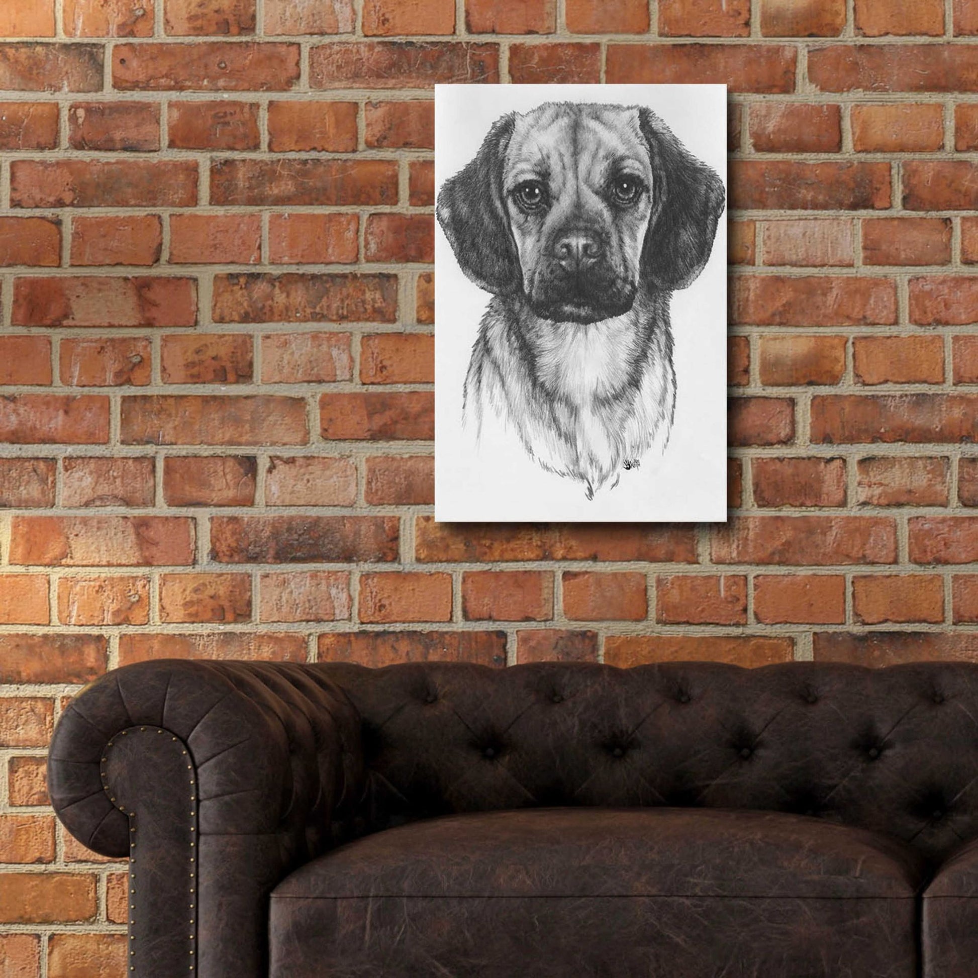 Epic Art 'Mr. Puggle' by Barbara Keith, Acrylic Glass Wall Art,16x24