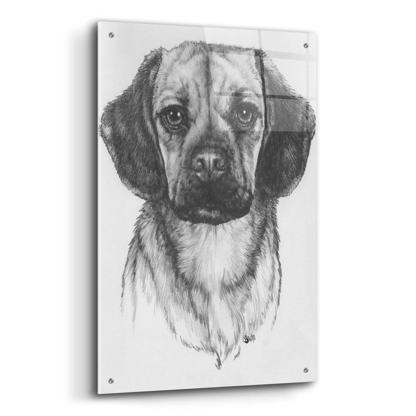 Epic Art 'Mr. Puggle' by Barbara Keith, Acrylic Glass Wall Art,24x36