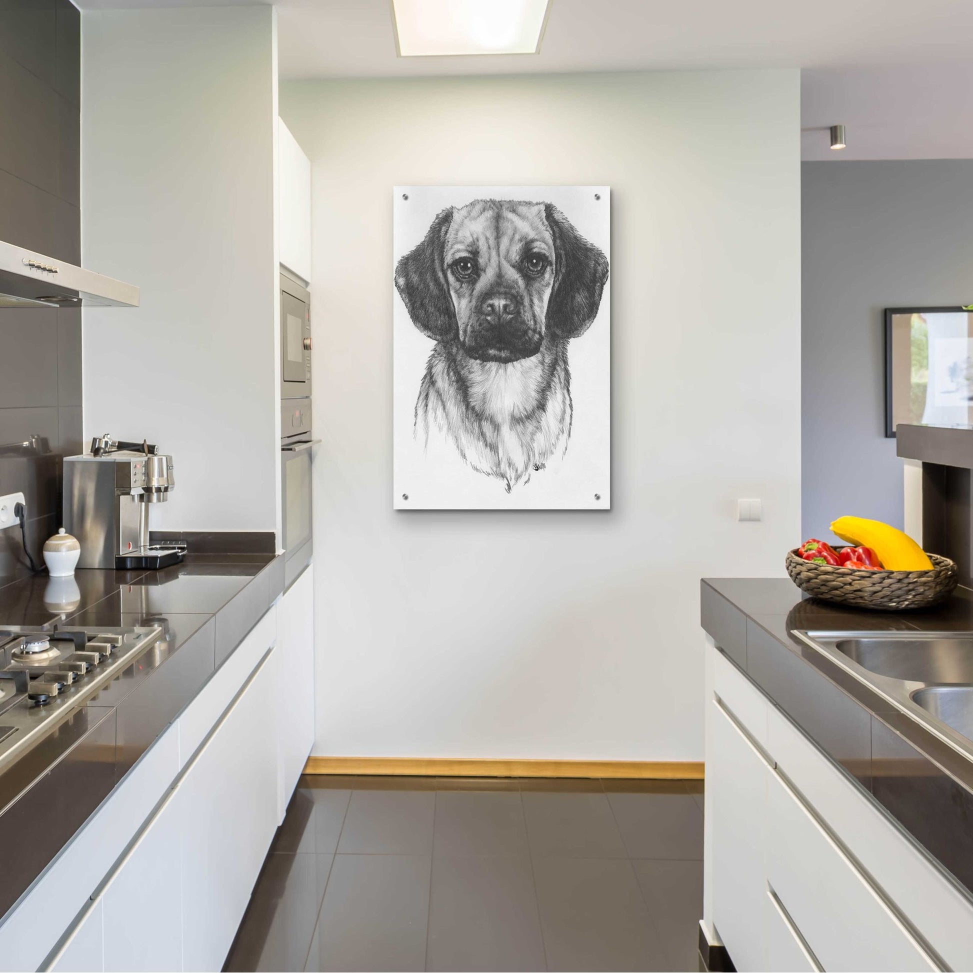 Epic Art 'Mr. Puggle' by Barbara Keith, Acrylic Glass Wall Art,24x36