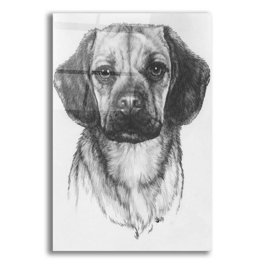 Epic Art 'Mr. Puggle' by Barbara Keith, Acrylic Glass Wall Art