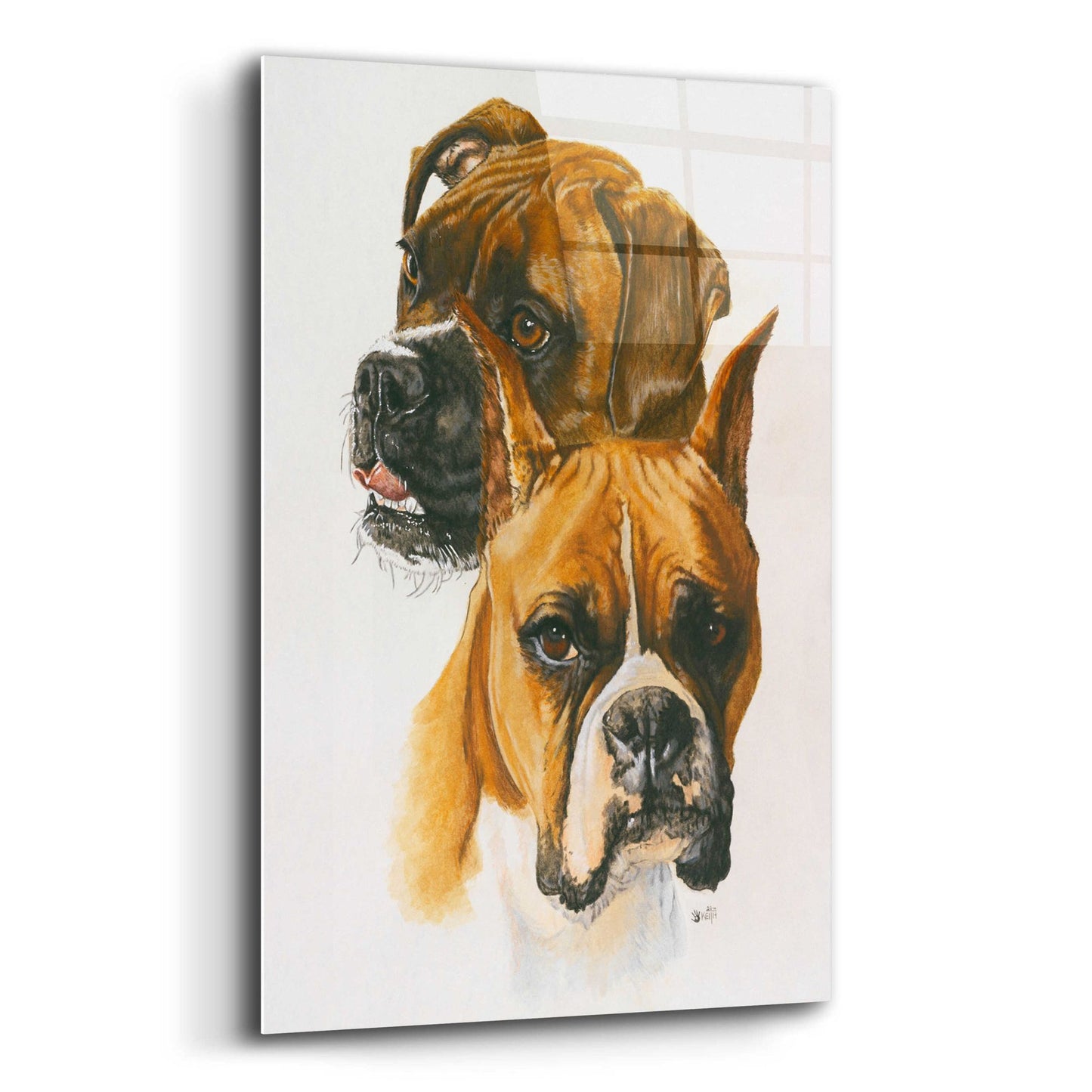 Epic Art 'Boxer' by Barbara Keith, Acrylic Glass Wall Art,12x16