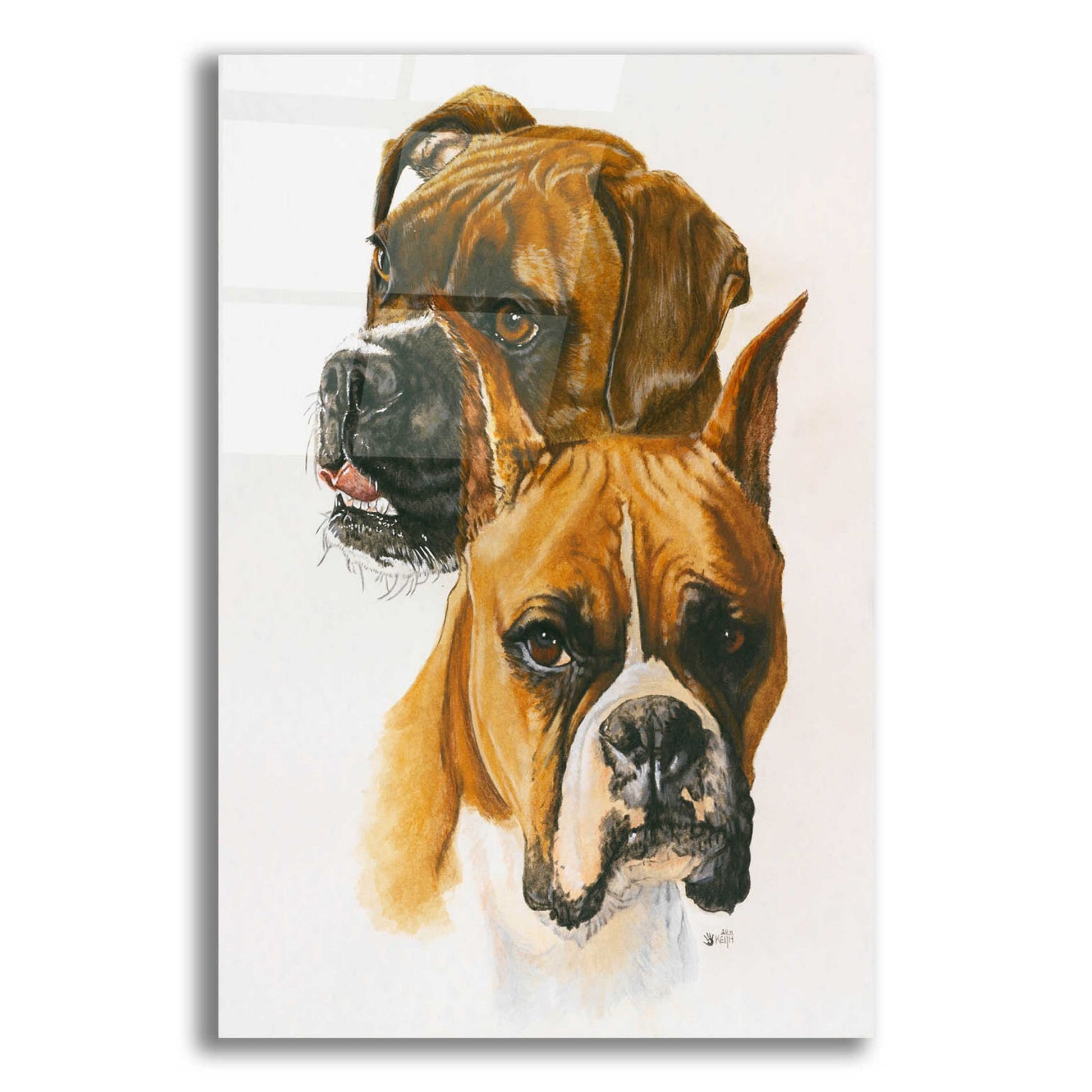 Epic Art 'Boxer' by Barbara Keith, Acrylic Glass Wall Art,12x16