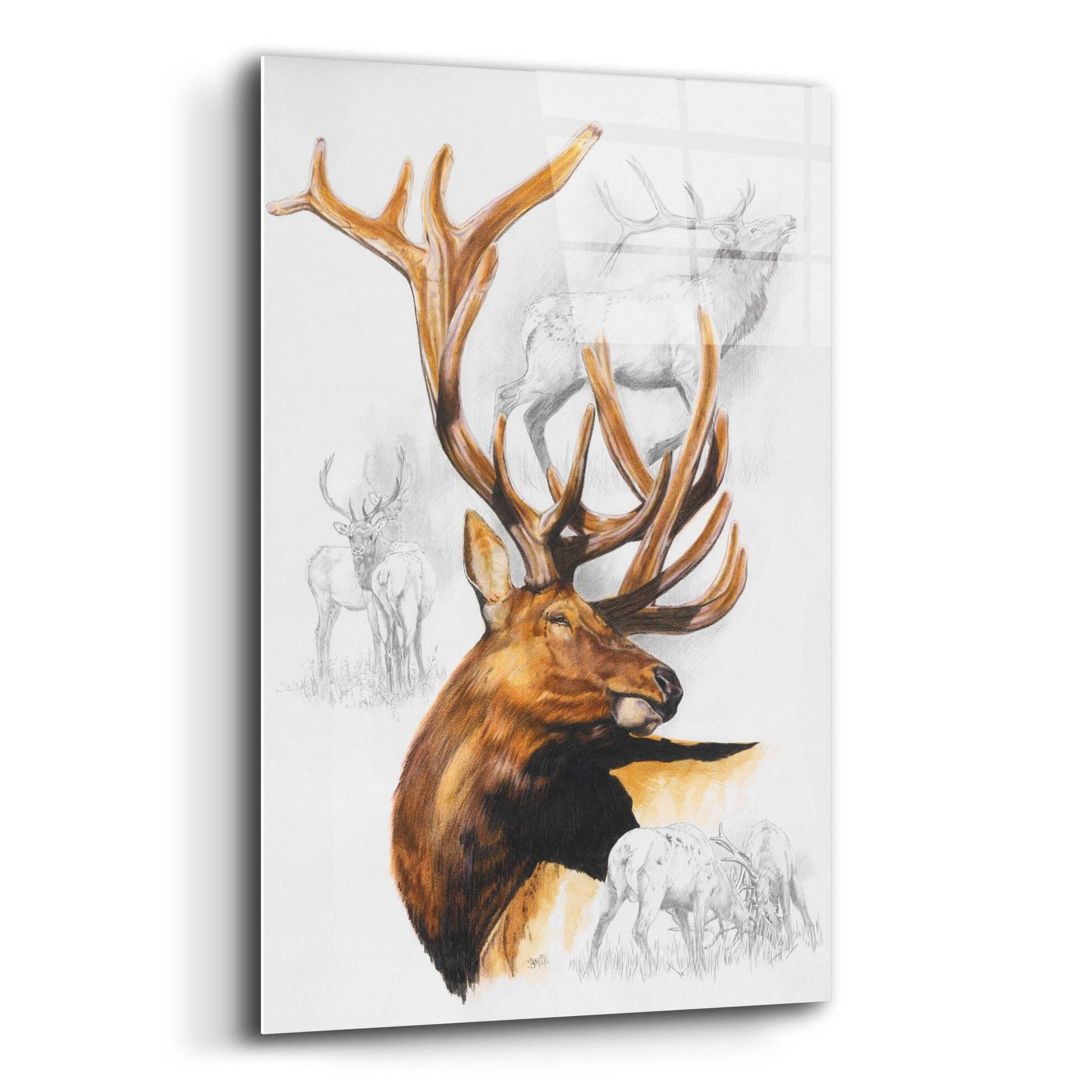 Epic Art 'Elk' by Barbara Keith, Acrylic Glass Wall Art,12x16