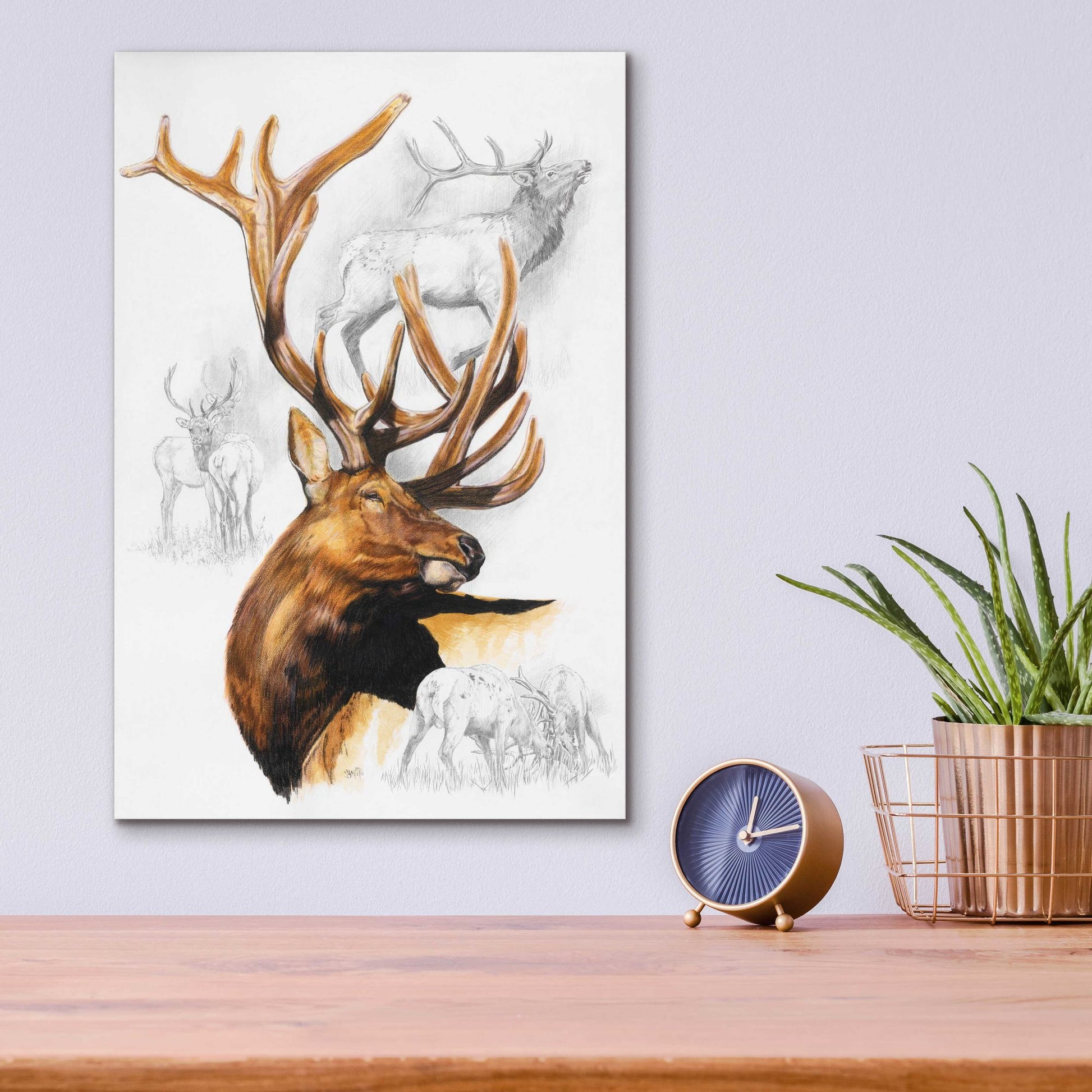 Epic Art 'Elk' by Barbara Keith, Acrylic Glass Wall Art,12x16