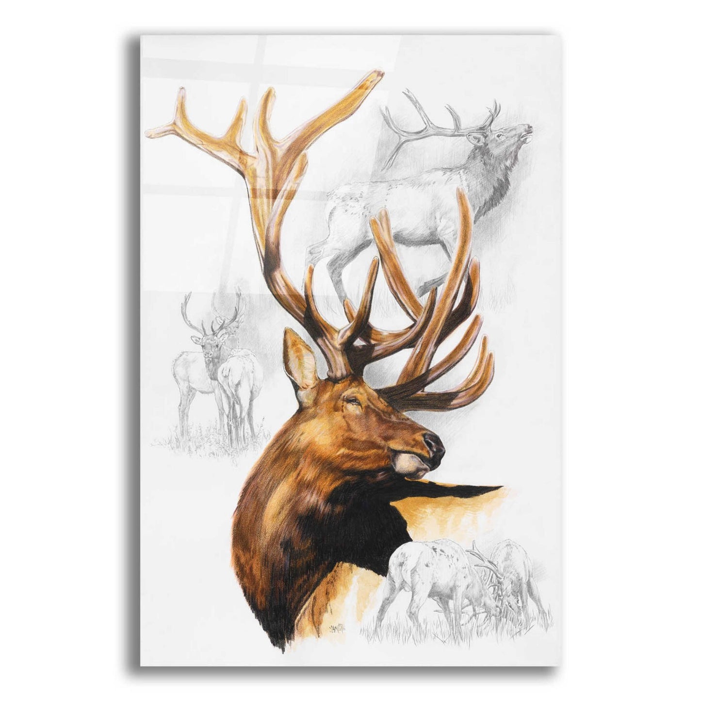 Epic Art 'Elk' by Barbara Keith, Acrylic Glass Wall Art,12x16