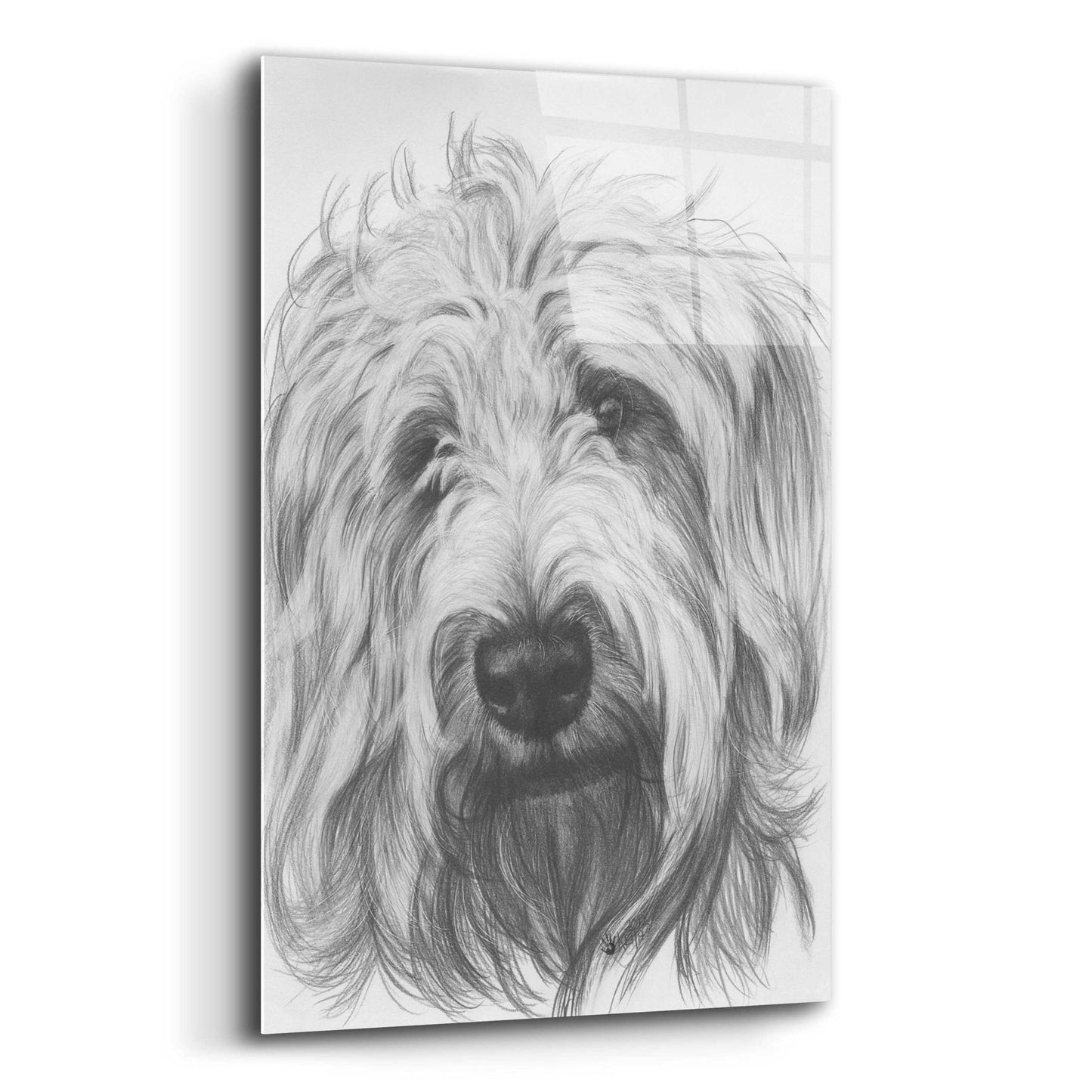 Epic Art 'Labradootle' by Barbara Keith, Acrylic Glass Wall Art,12x16