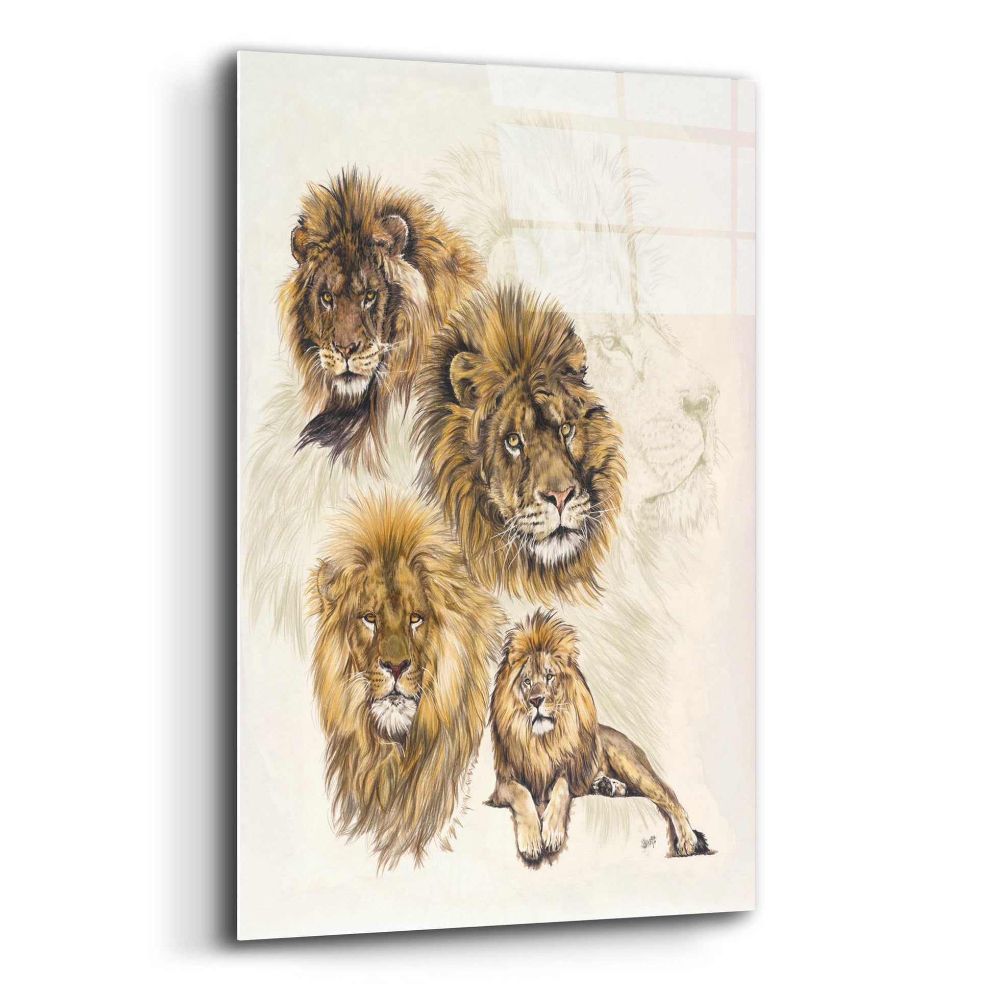 Epic Art 'Ghost Image Lion' by Barbara Keith, Acrylic Glass Wall Art,12x16