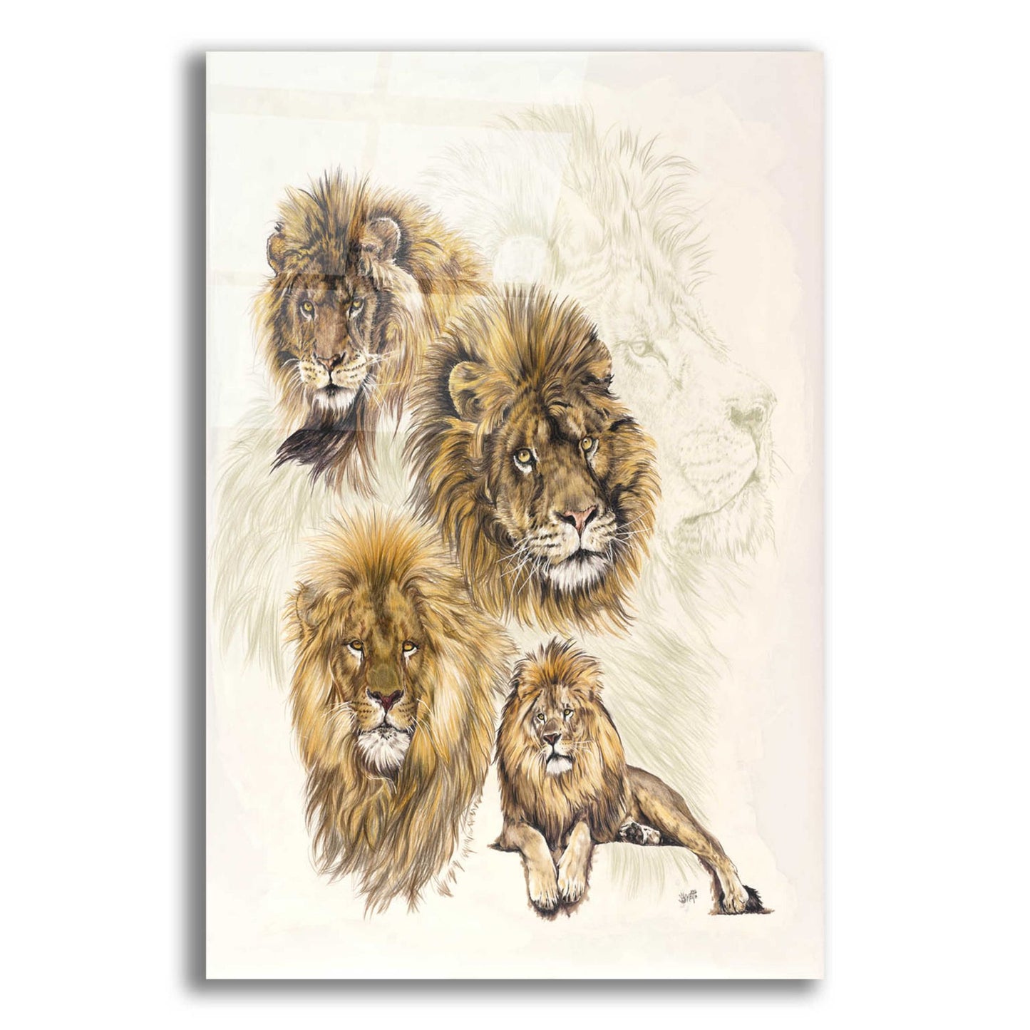 Epic Art 'Ghost Image Lion' by Barbara Keith, Acrylic Glass Wall Art,12x16