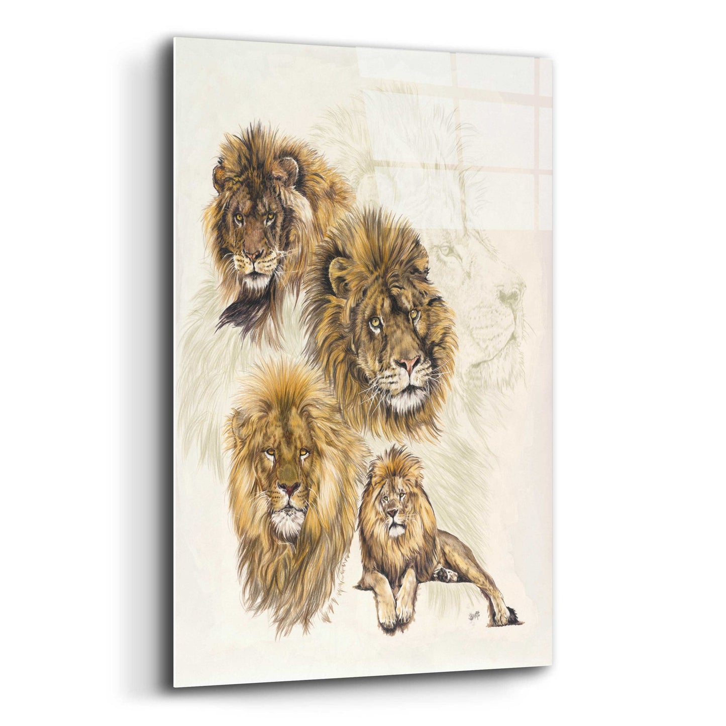 Epic Art 'Ghost Image Lion' by Barbara Keith, Acrylic Glass Wall Art,16x24