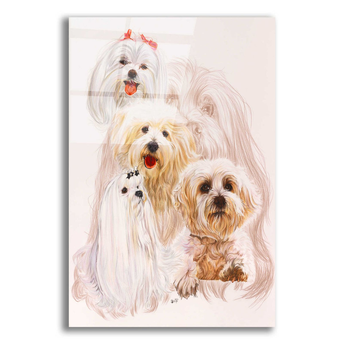Maltese 3 by Barbara Keith acrylic glass wall art