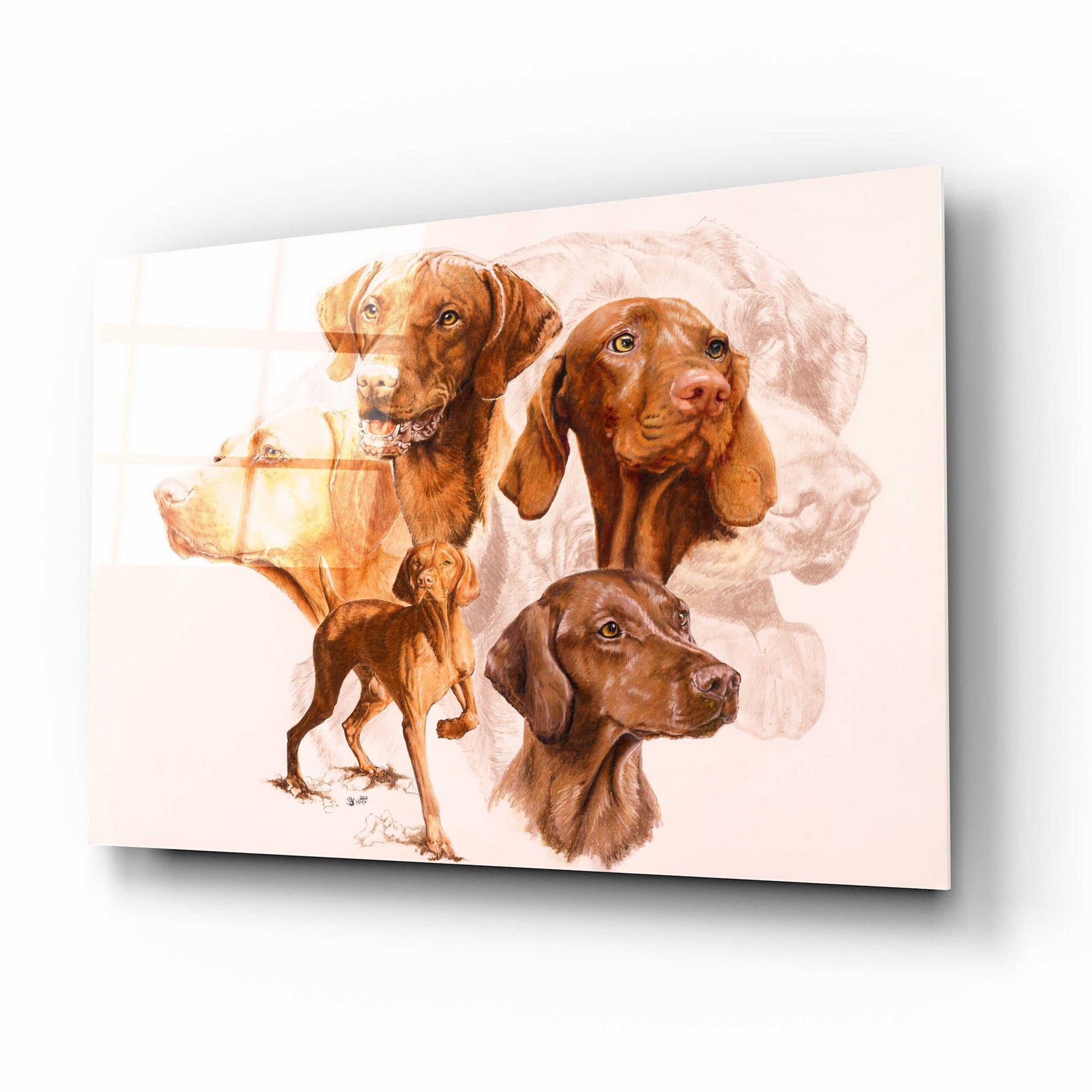 Epic Art 'Vizsla' by Barbara Keith, Acrylic Glass Wall Art,16x12