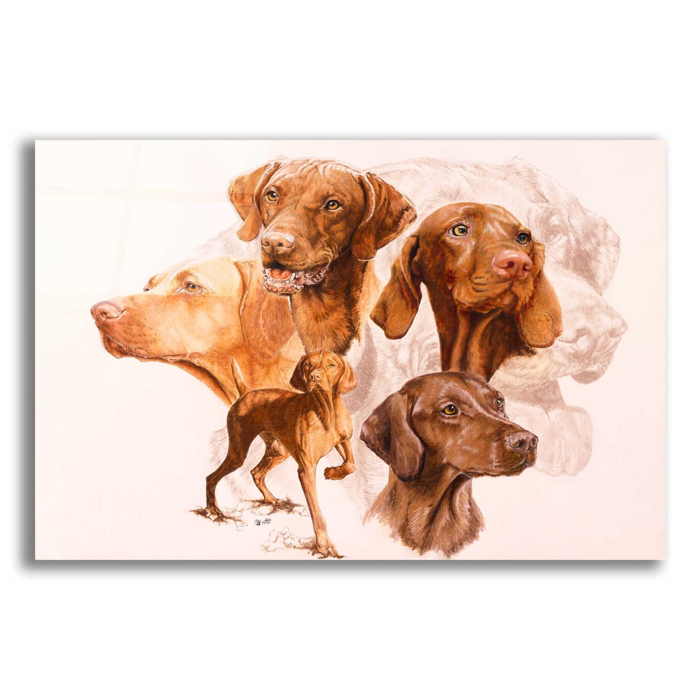 Epic Art 'Vizsla' by Barbara Keith, Acrylic Glass Wall Art,16x12