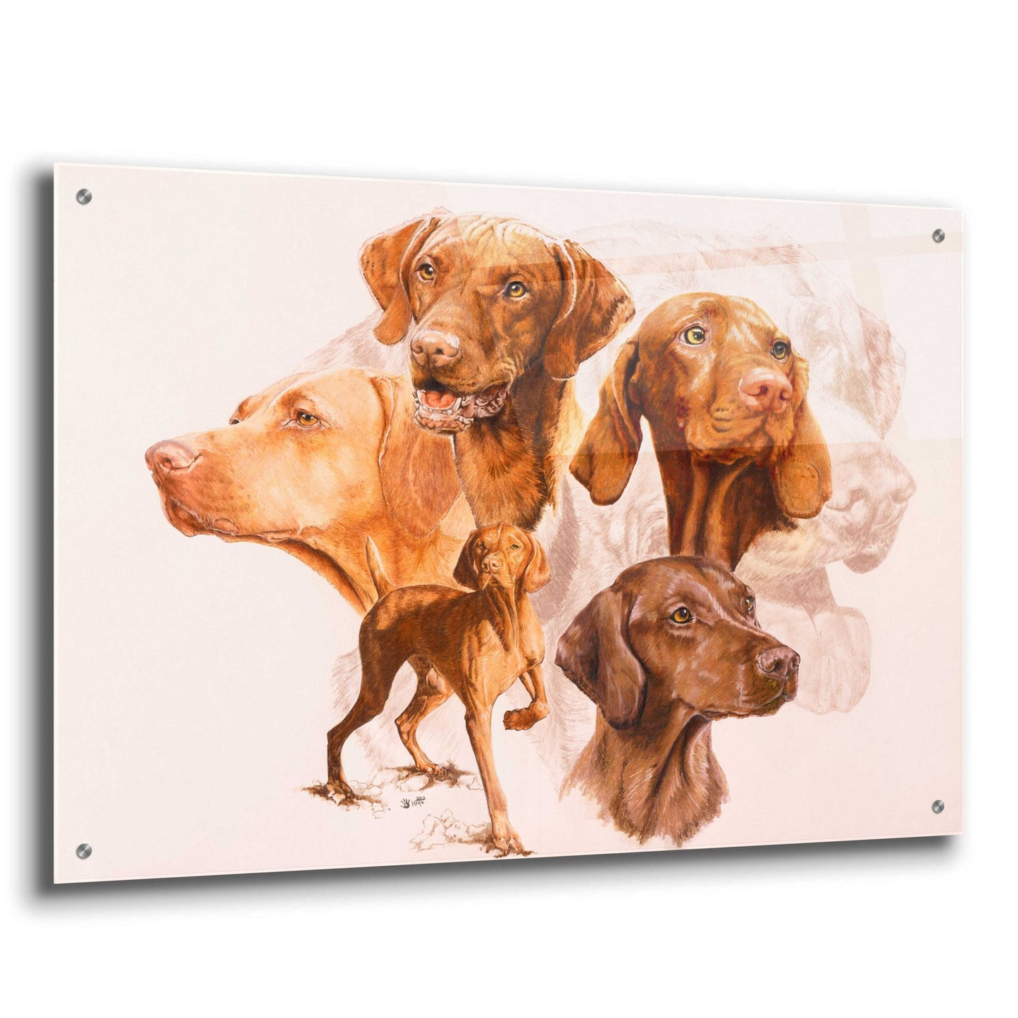 Epic Art 'Vizsla' by Barbara Keith, Acrylic Glass Wall Art,36x24