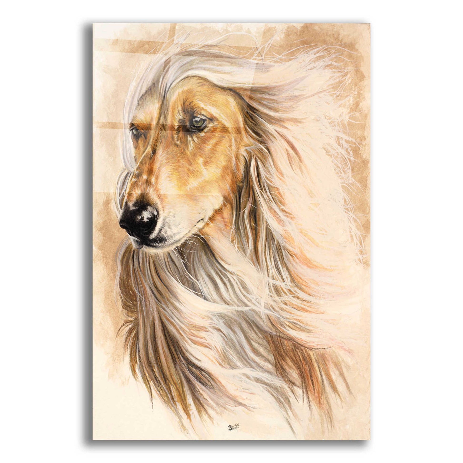 Epic Art 'Afgan Hound' by Barbara Keith, Acrylic Glass Wall Art,12x16