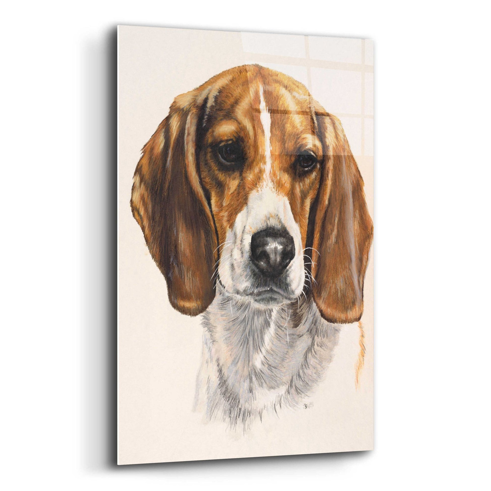 Epic Art 'Beagle' by Barbara Keith, Acrylic Glass Wall Art,12x16