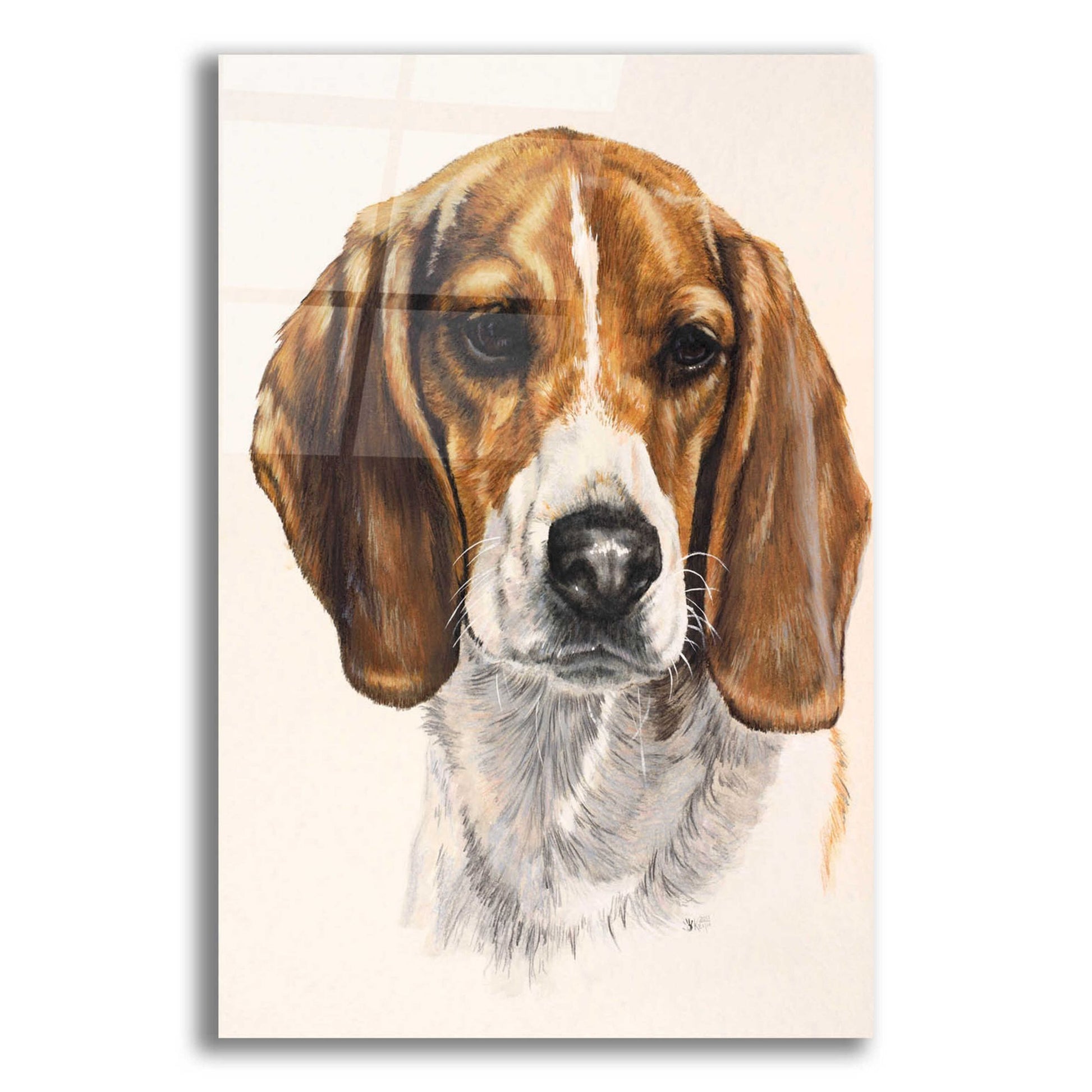 Epic Art 'Beagle' by Barbara Keith, Acrylic Glass Wall Art,12x16