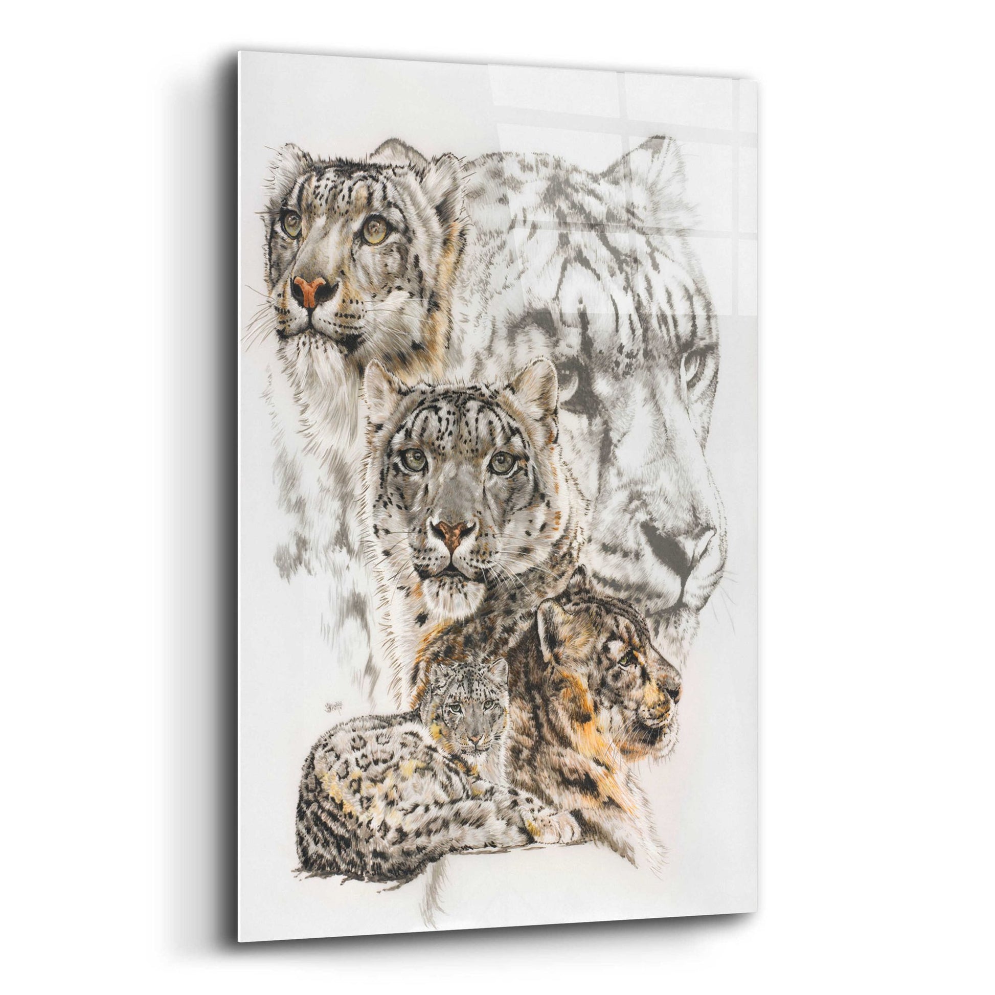 Epic Art 'Snow Leopard and Ghost Image' by Barbara Keith, Acrylic Glass Wall Art,12x16