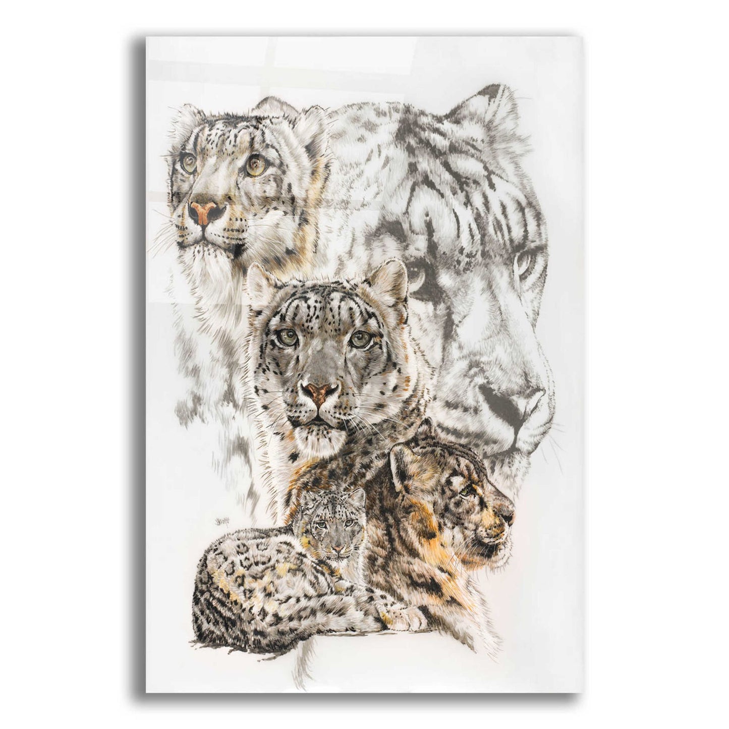 Epic Art 'Snow Leopard and Ghost Image' by Barbara Keith, Acrylic Glass Wall Art,12x16