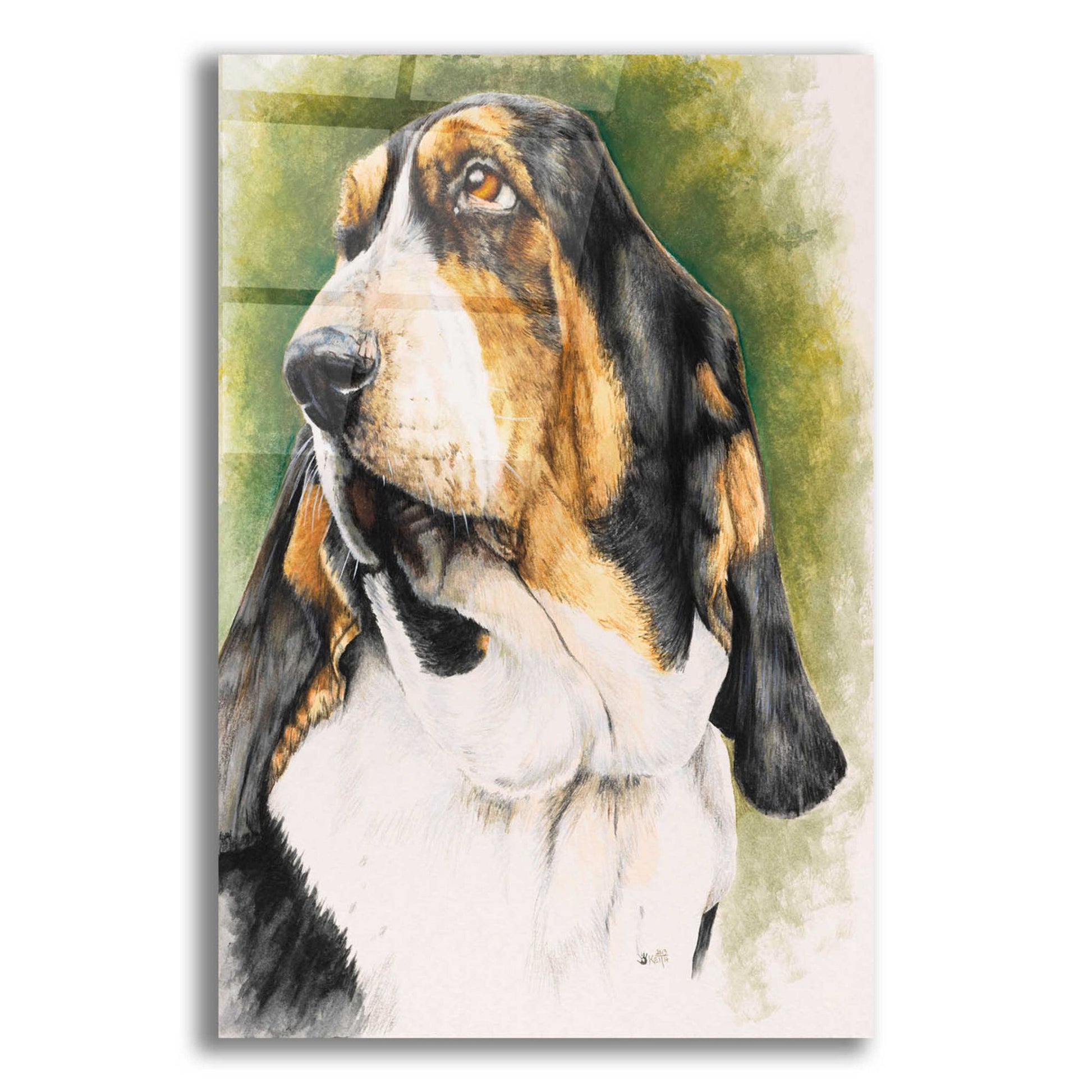 Epic Art 'Basset Hound' by Barbara Keith, Acrylic Glass Wall Art,12x16