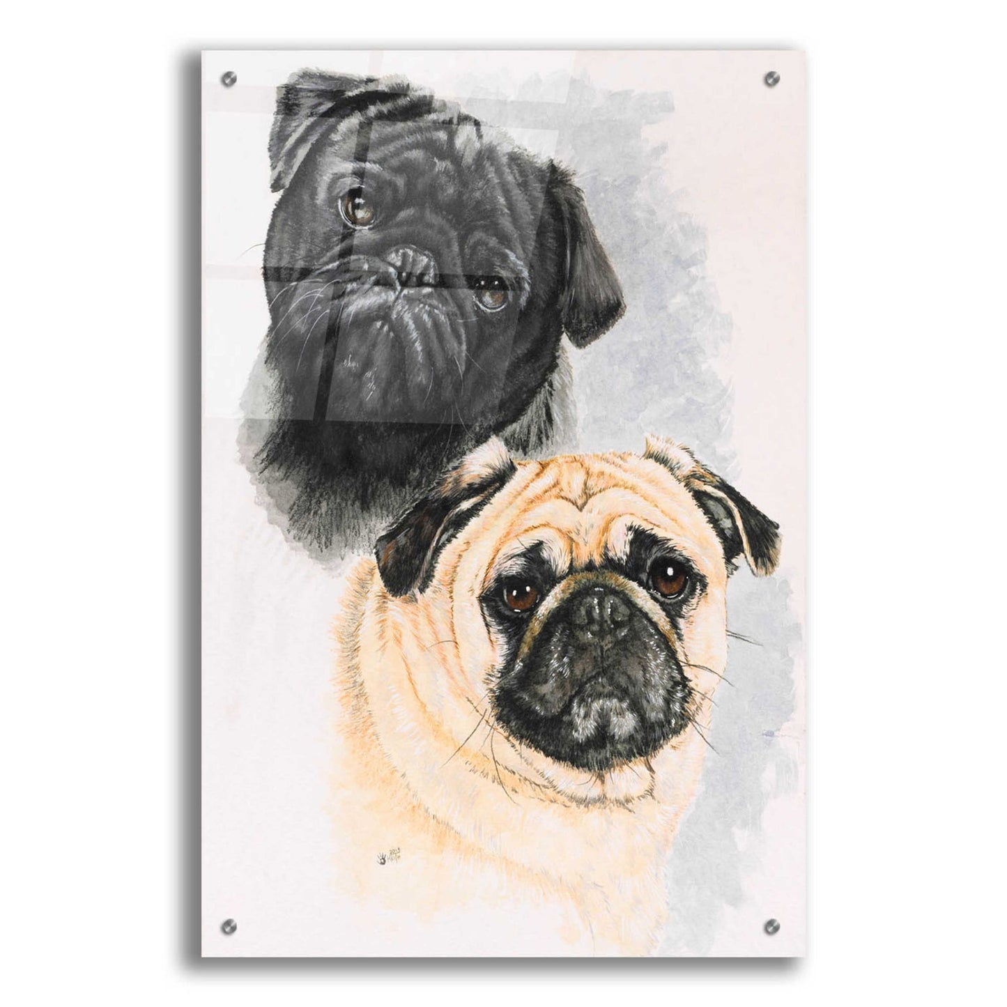 Epic Art 'Pugs' by Barbara Keith, Acrylic Glass Wall Art,24x36