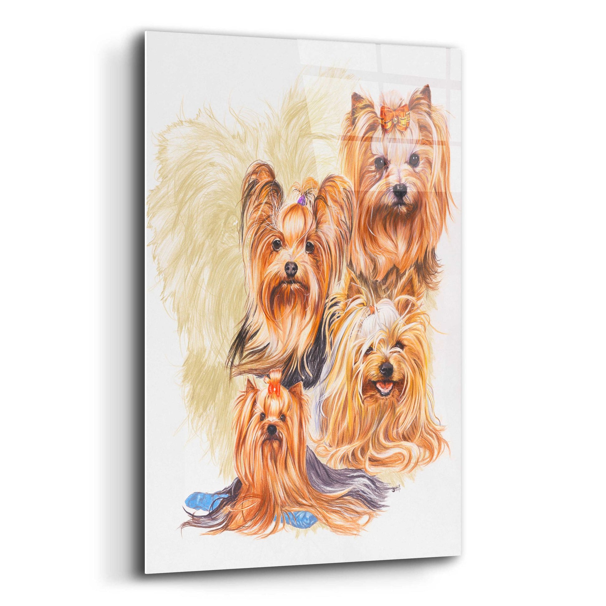 Epic Art 'Yorkshire Terrier' by Barbara Keith, Acrylic Glass Wall Art,12x16