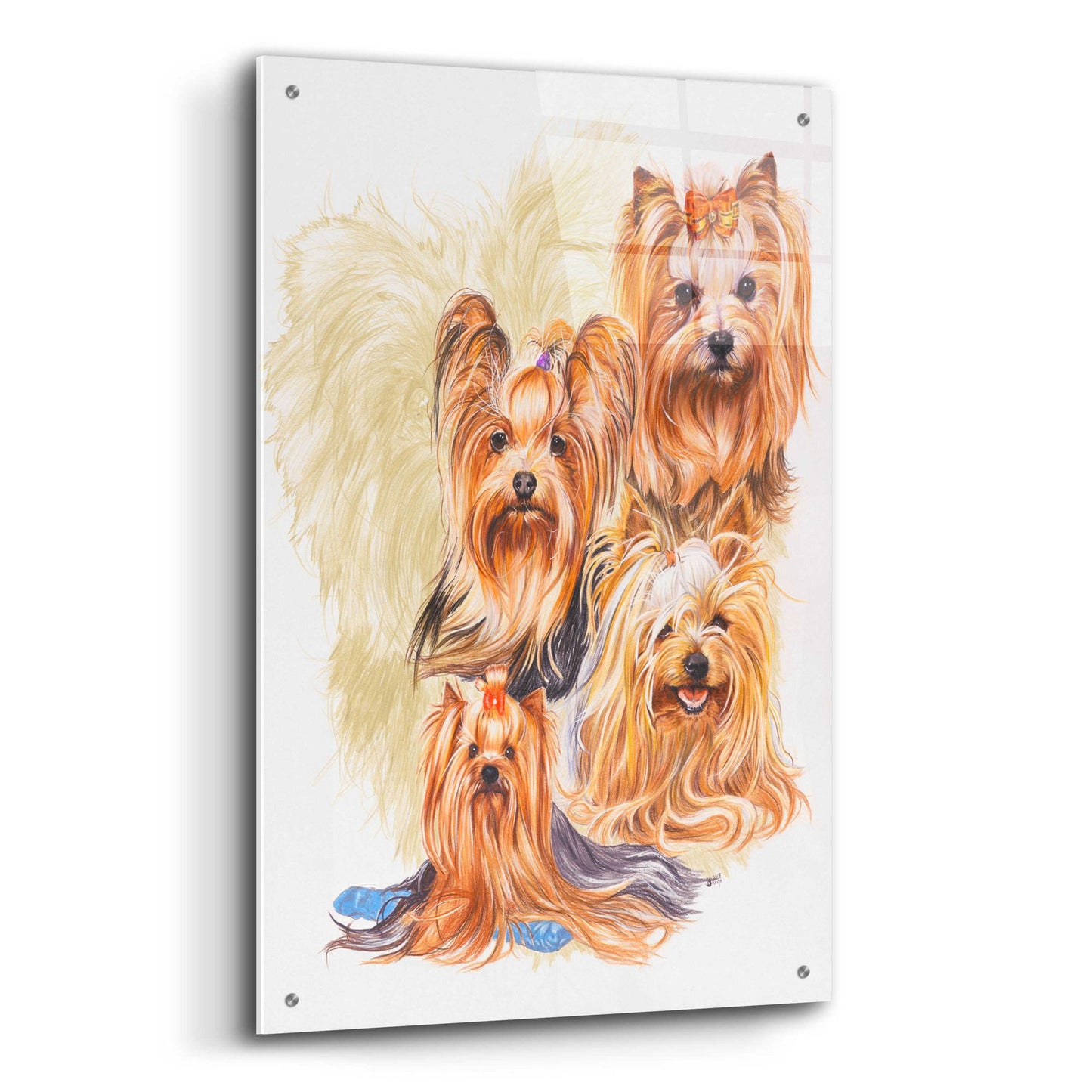 Epic Art 'Yorkshire Terrier' by Barbara Keith, Acrylic Glass Wall Art,24x36