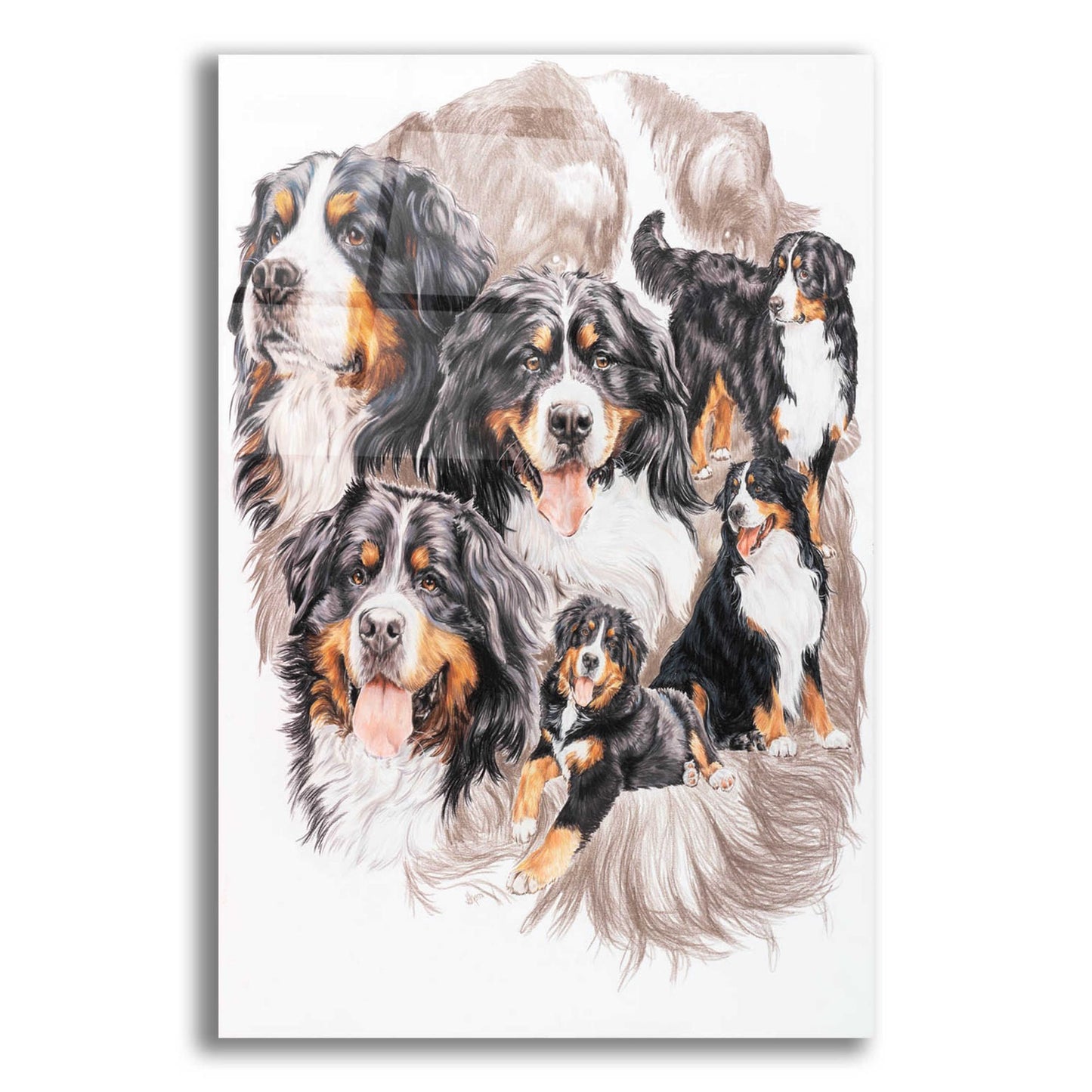 Epic Art 'Bernese Mountain Dog with Ghost' by Barbara Keith, Acrylic Glass Wall Art,12x16