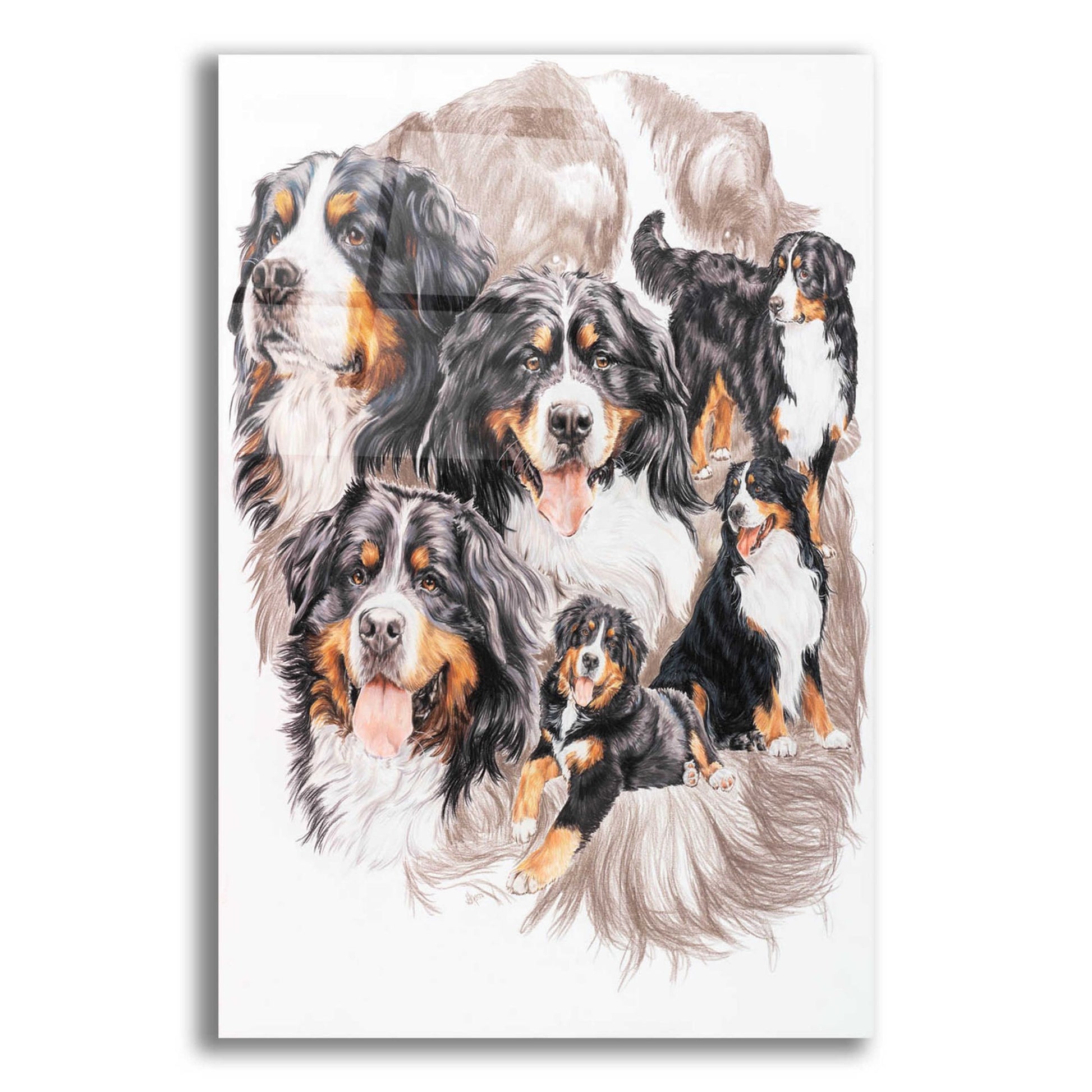 Epic Art 'Bernese Mountain Dog with Ghost' by Barbara Keith, Acrylic Glass Wall Art,16x24