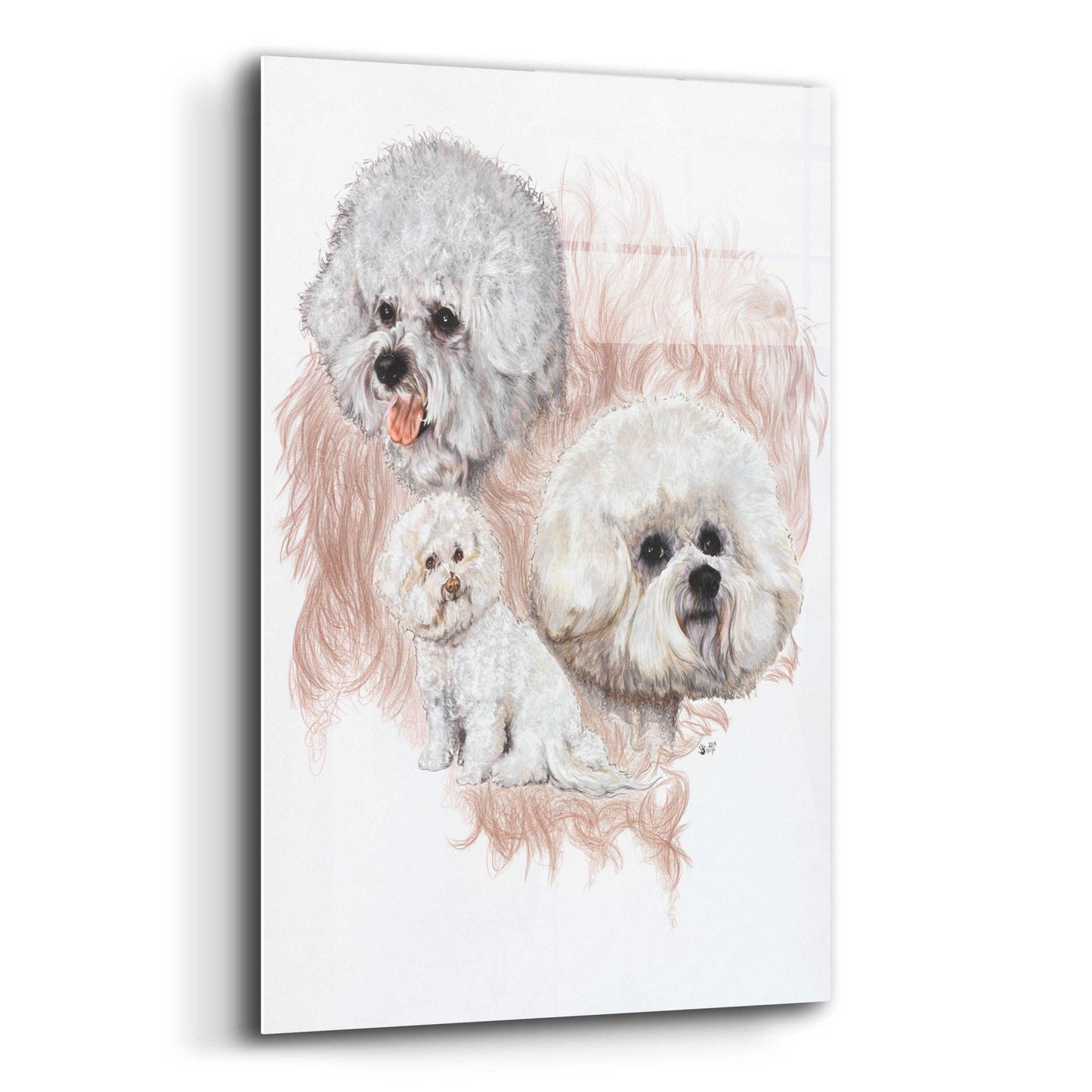 Epic Art 'Bichon Frise' by Barbara Keith, Acrylic Glass Wall Art,12x16